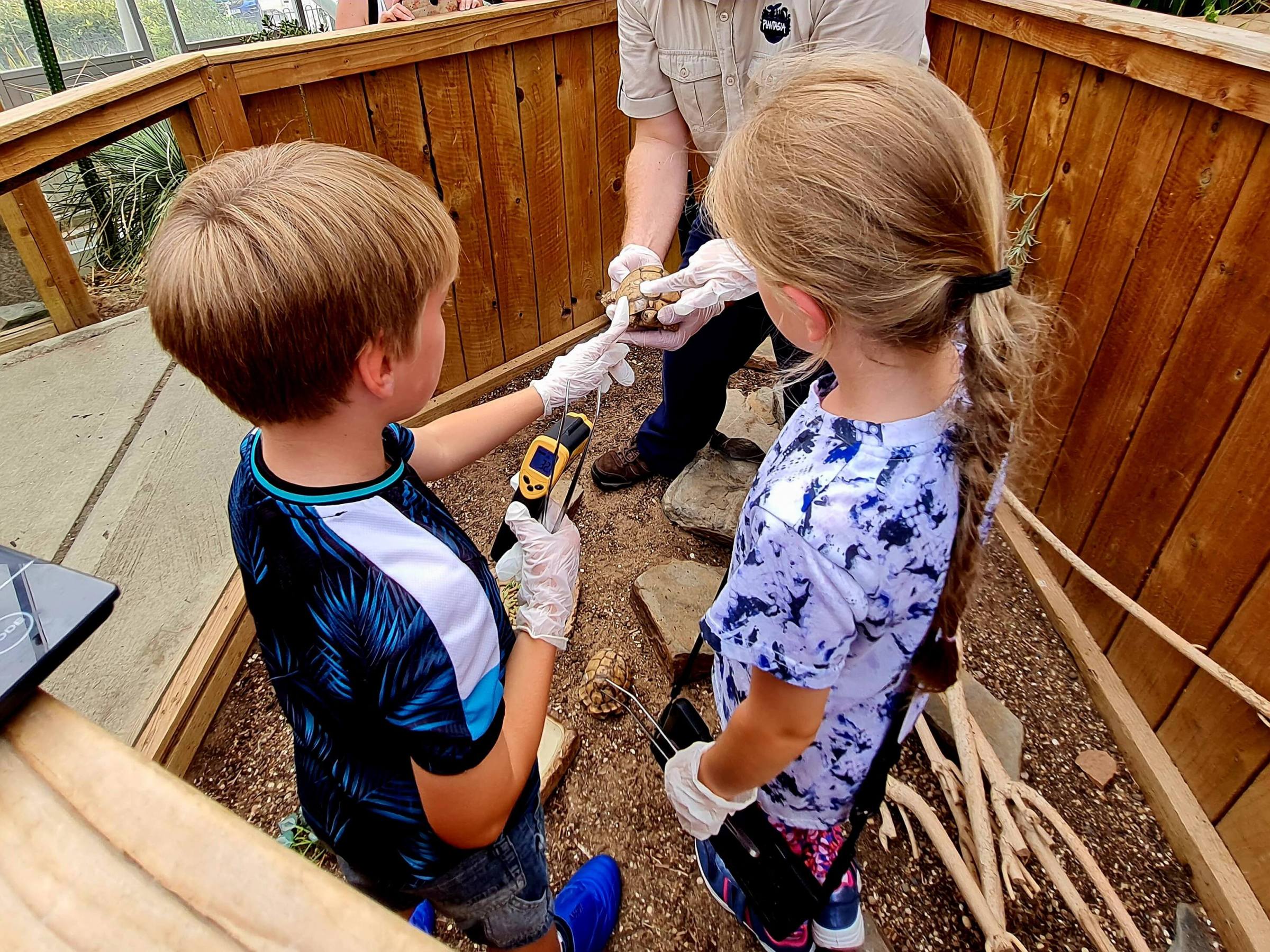 a little boy and girl pointing at an egyptian tortoise in the zookeepers hands