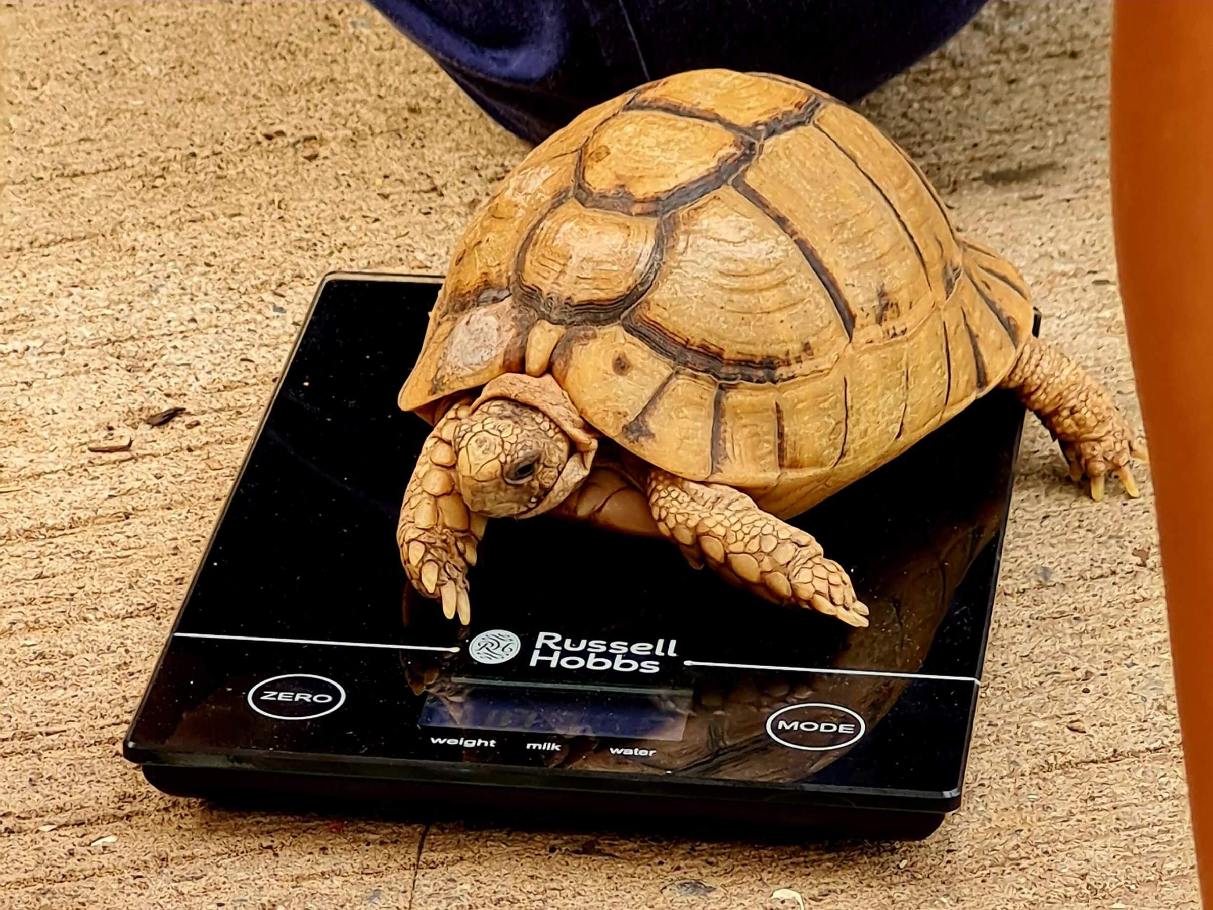 an egyptian tortoise sitting on a black digital weighing scale
