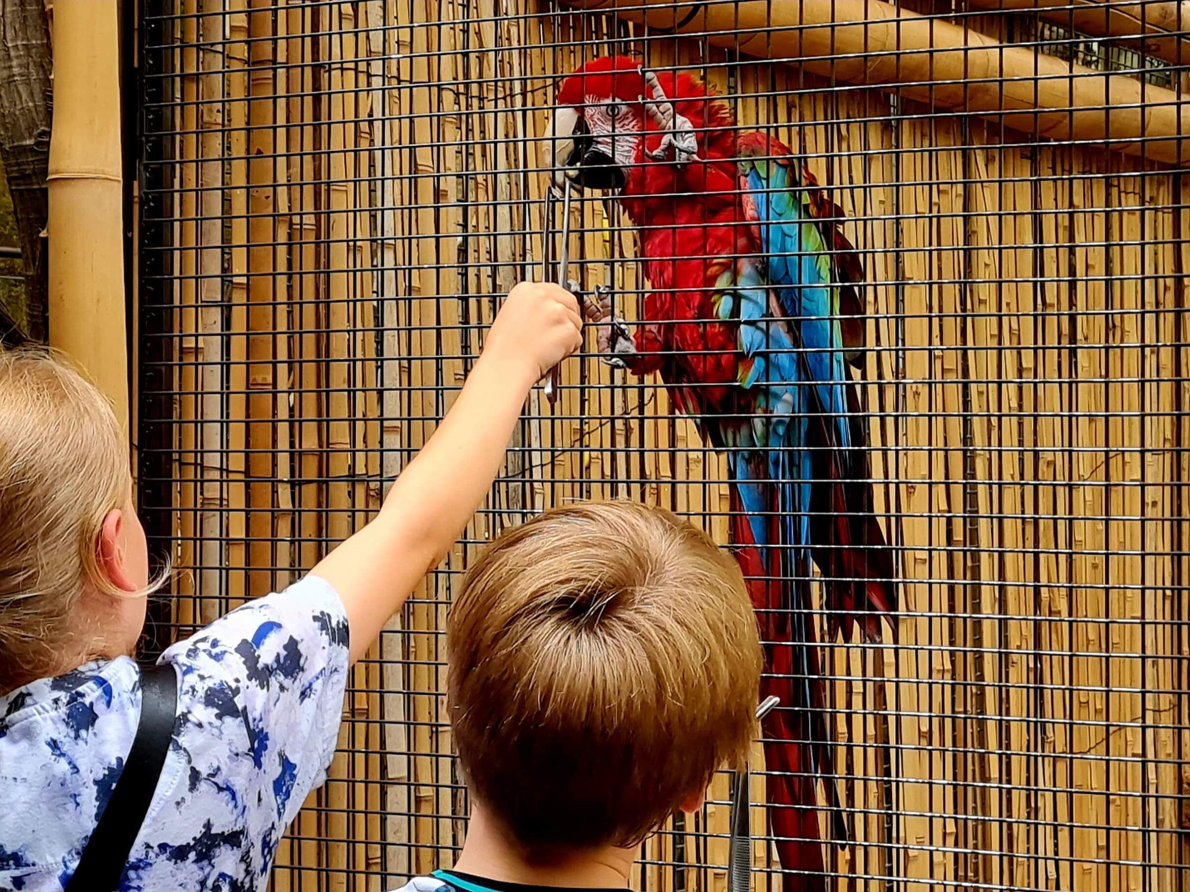little girl feeding a macaw with a little boy watching