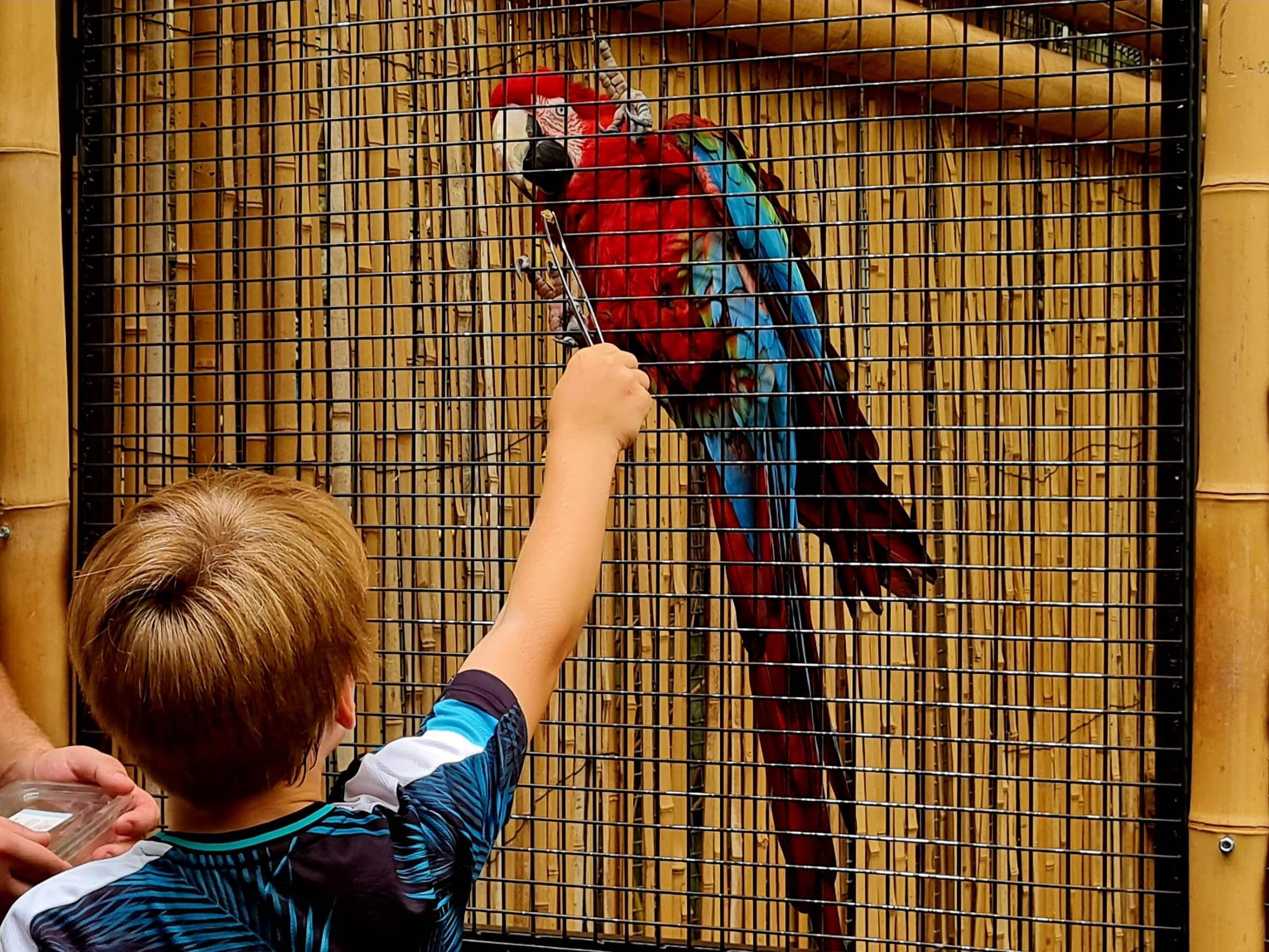 a little boy feeding a macaw