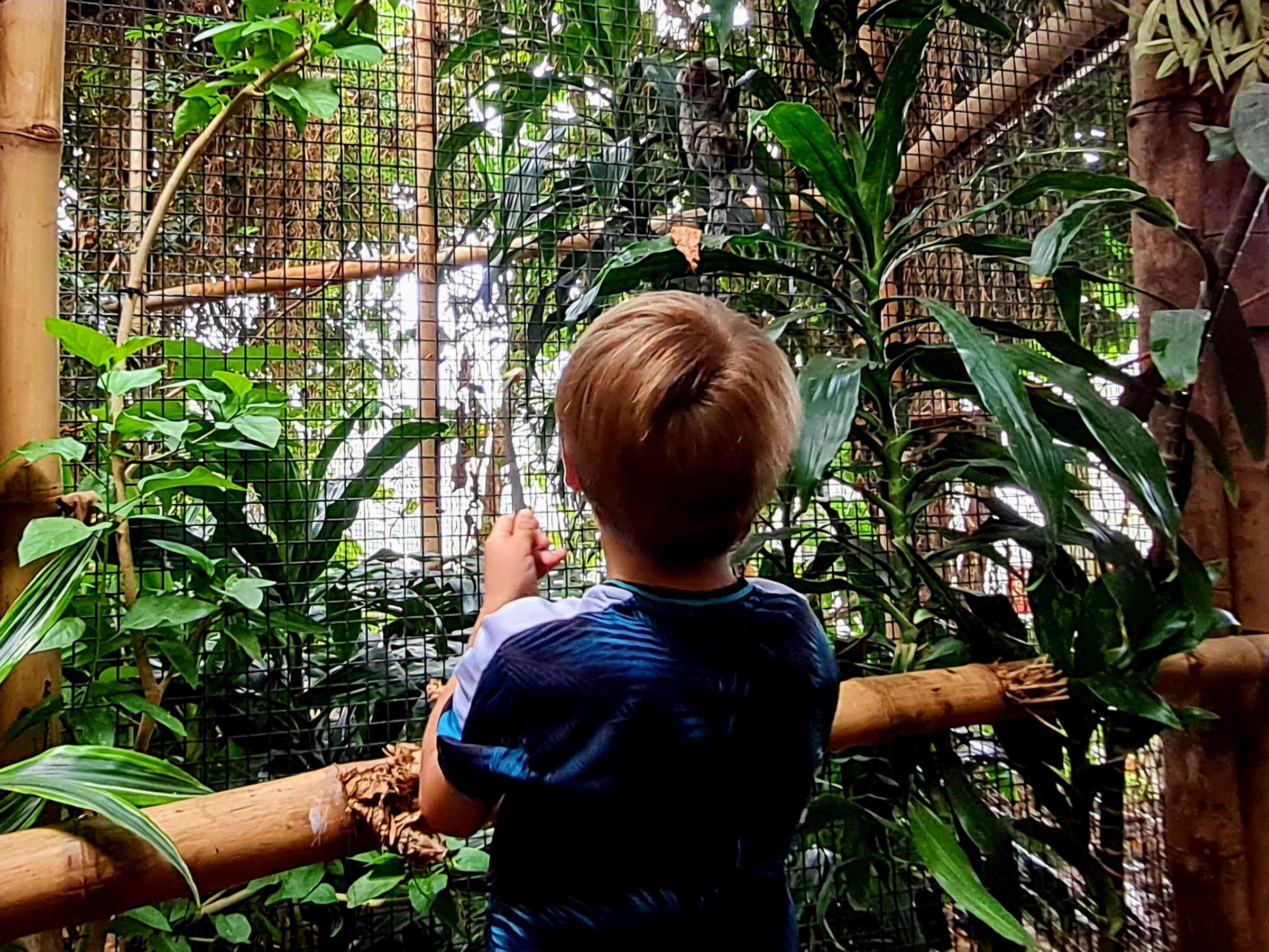 a young boy standing in front of plants to feed the marmosets