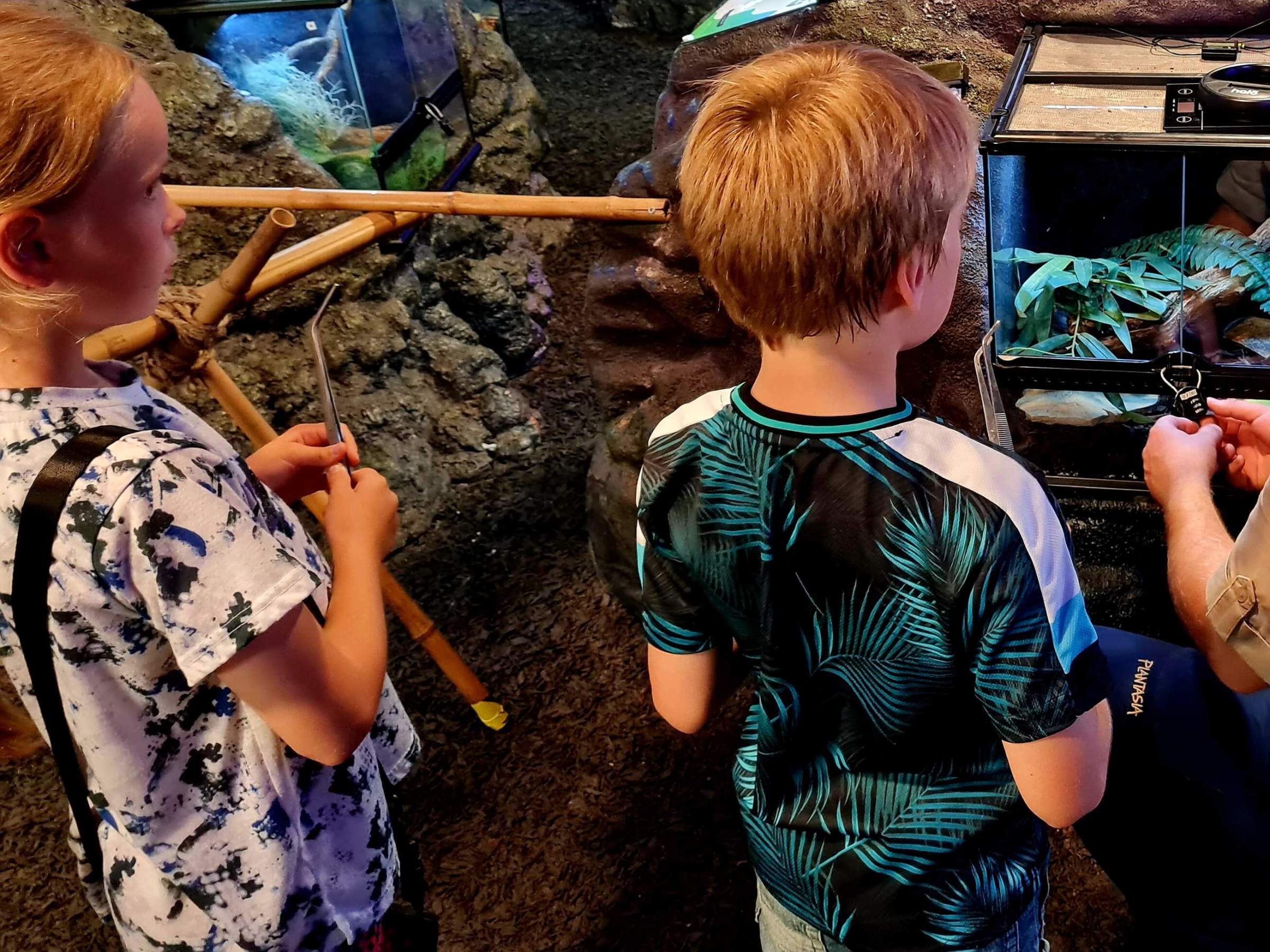 a little girl and boy looking at insects in their zoo habitat