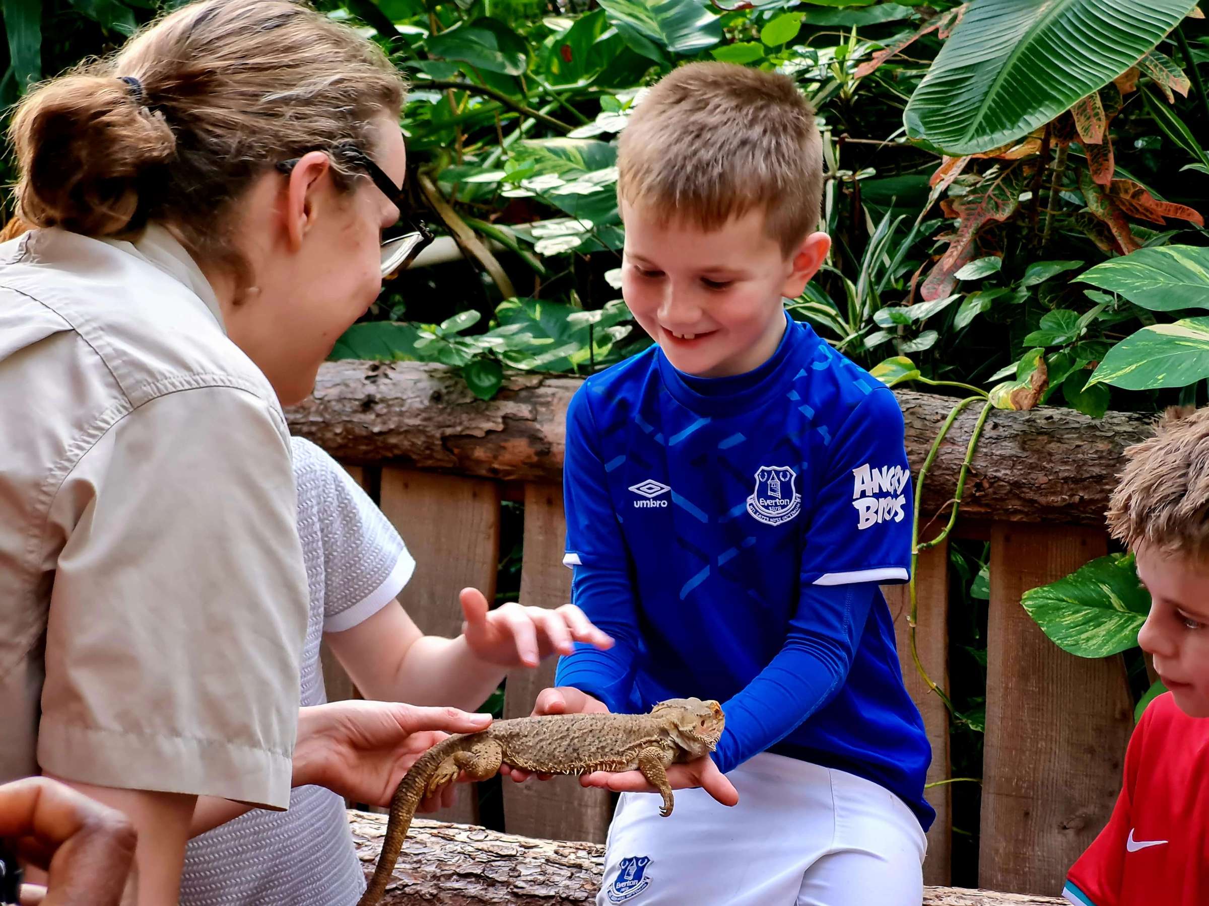 a little boy touching a bearded dragon