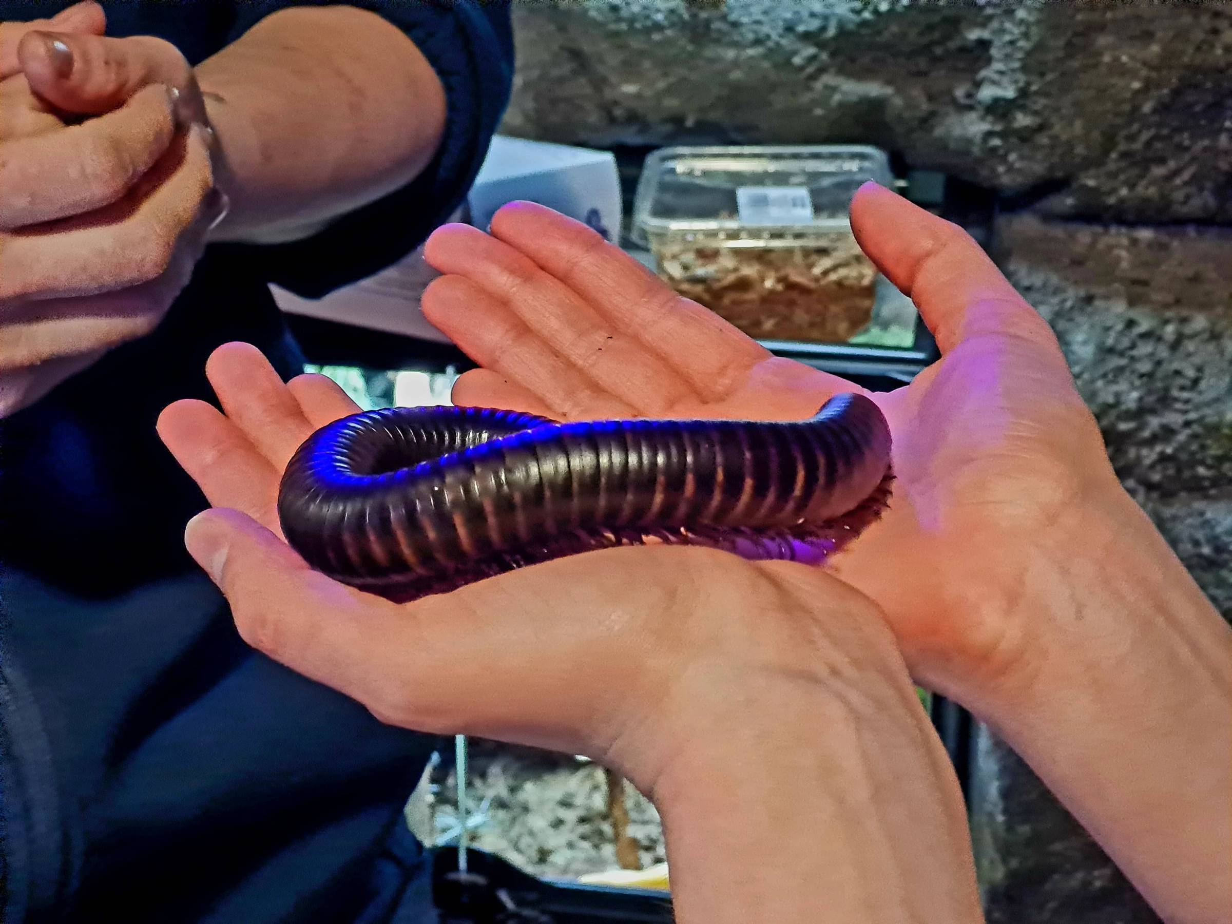hands holding a giant millipede