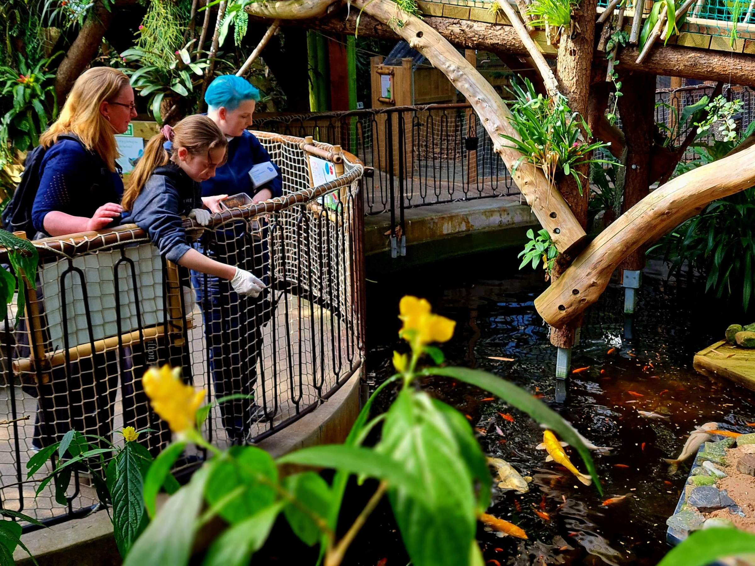 a group of people looking into a pond of koi carp