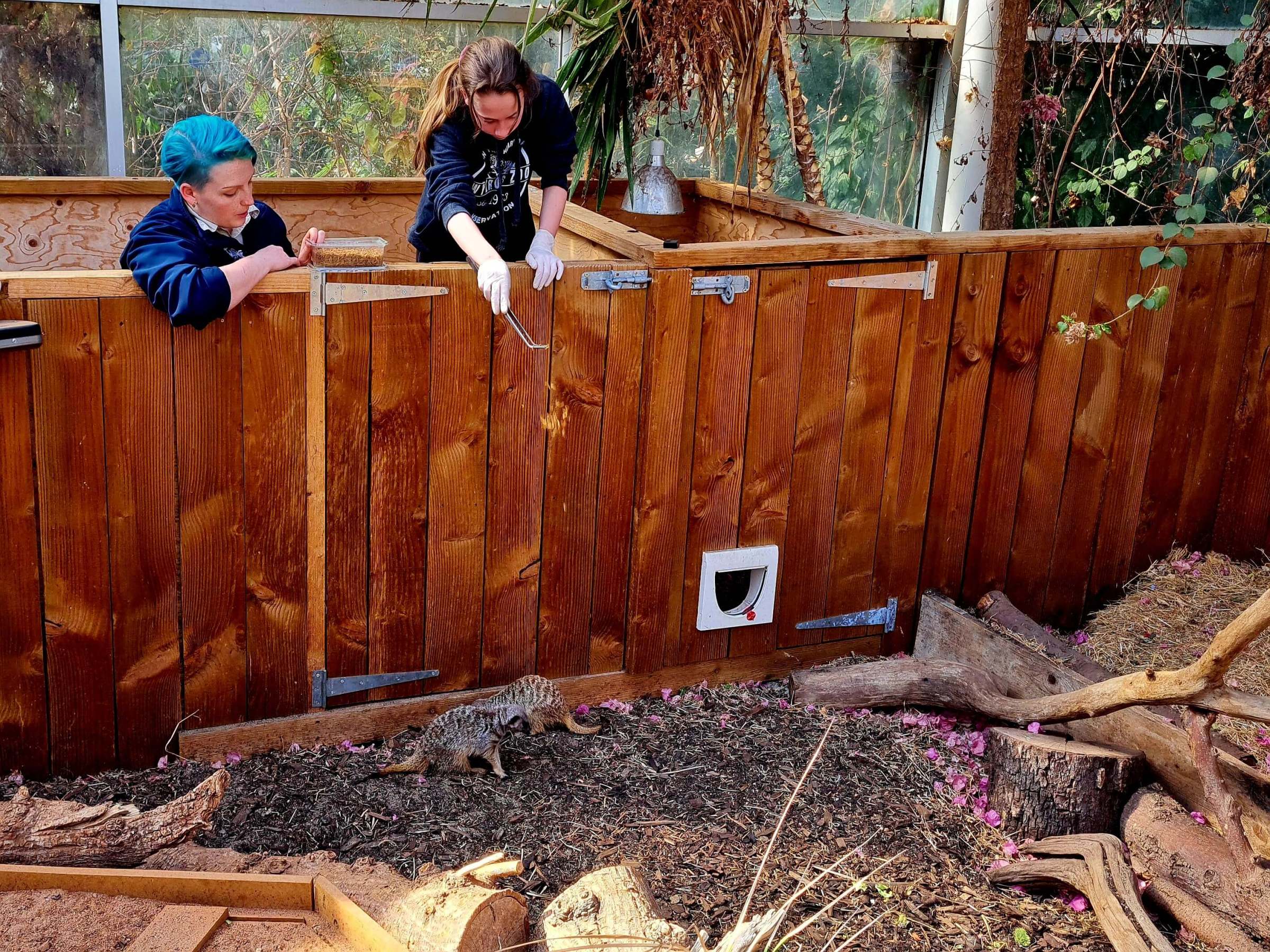 a girl leaning over a fence to feed the meerkats under the supervision of a zookeeper