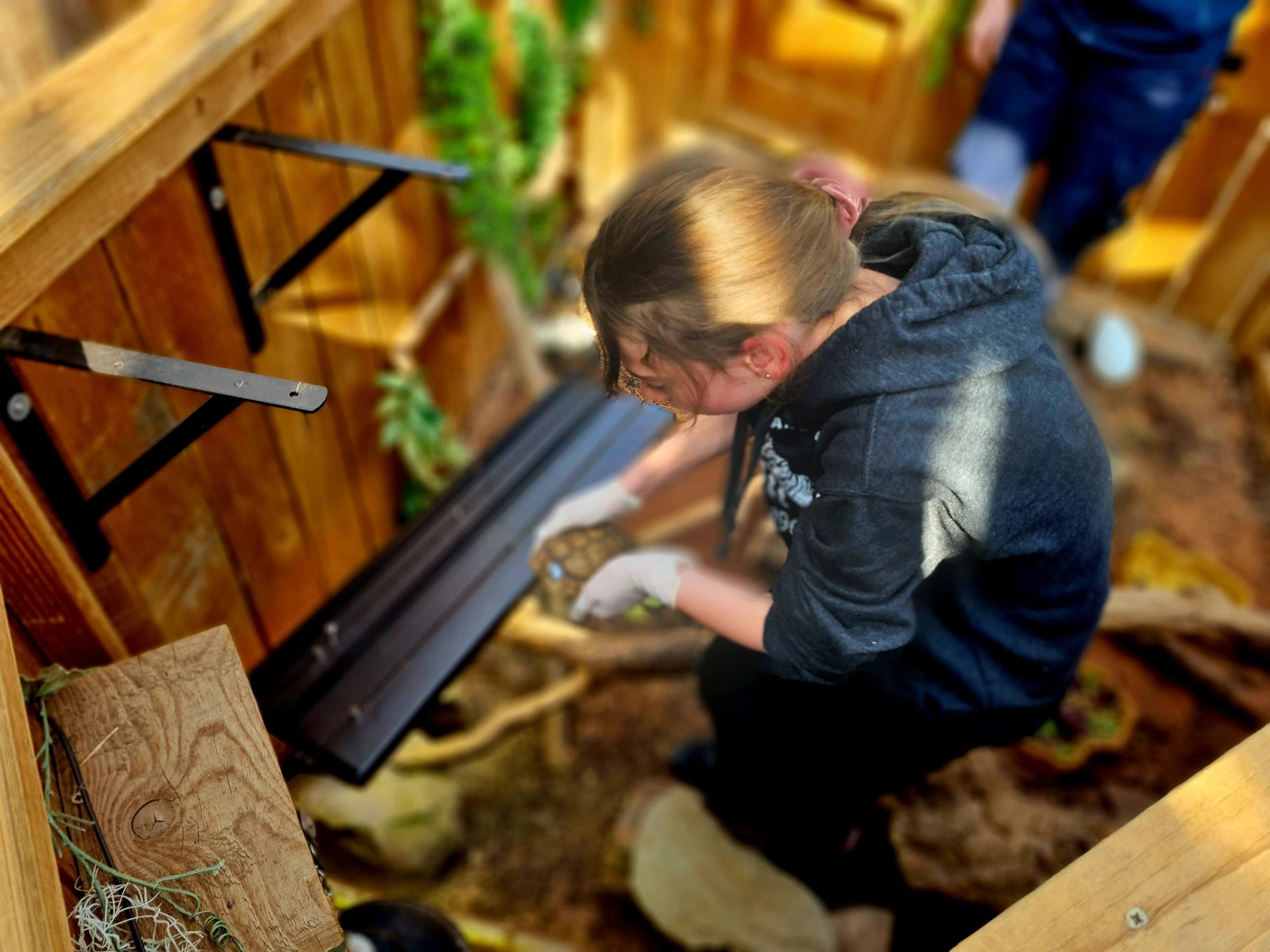 a young girl placing a tortoise back on the sand floor