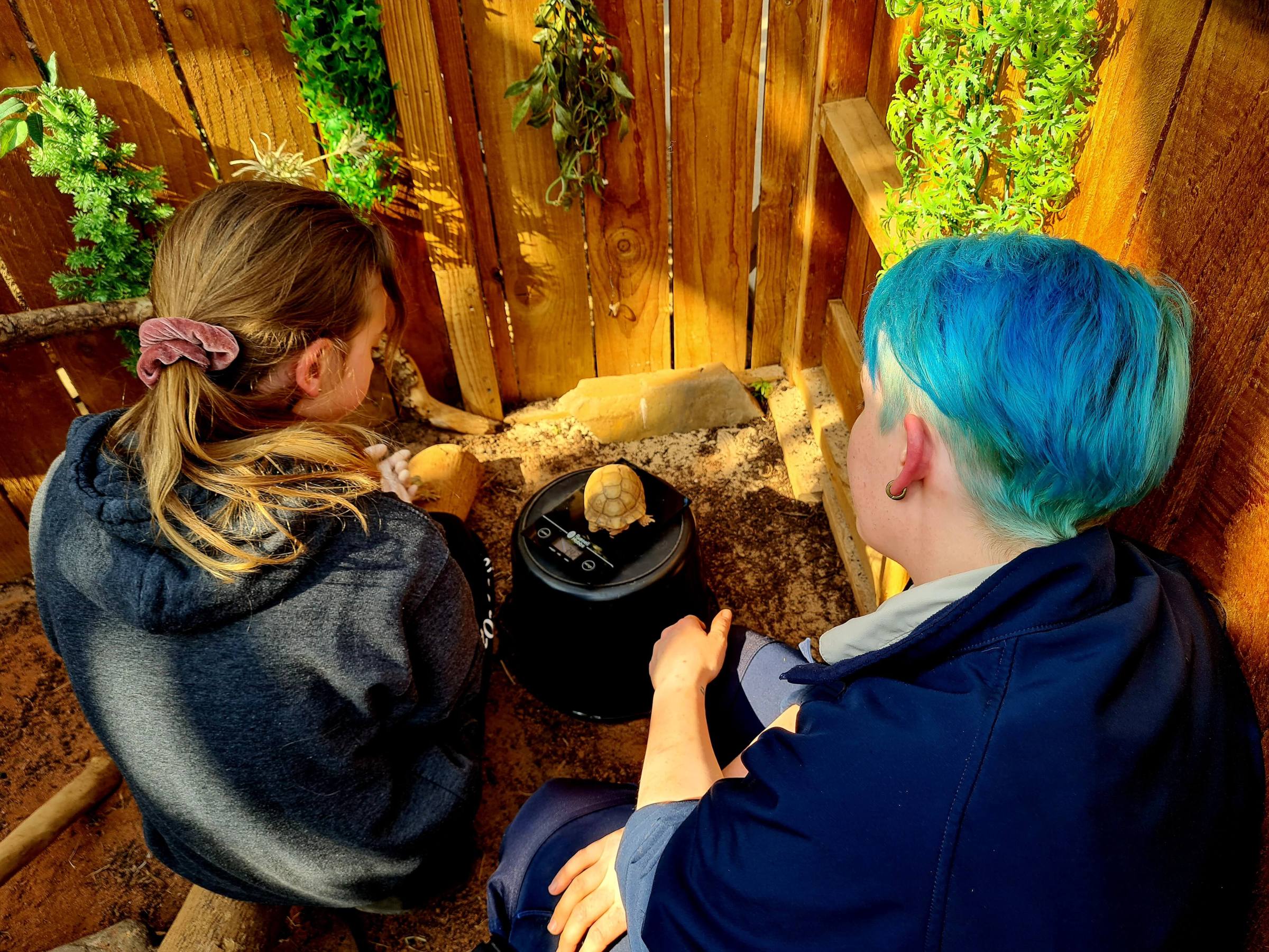 a view from behind of a zookeeper and a young girl weighing a tortoise on top of a bucket