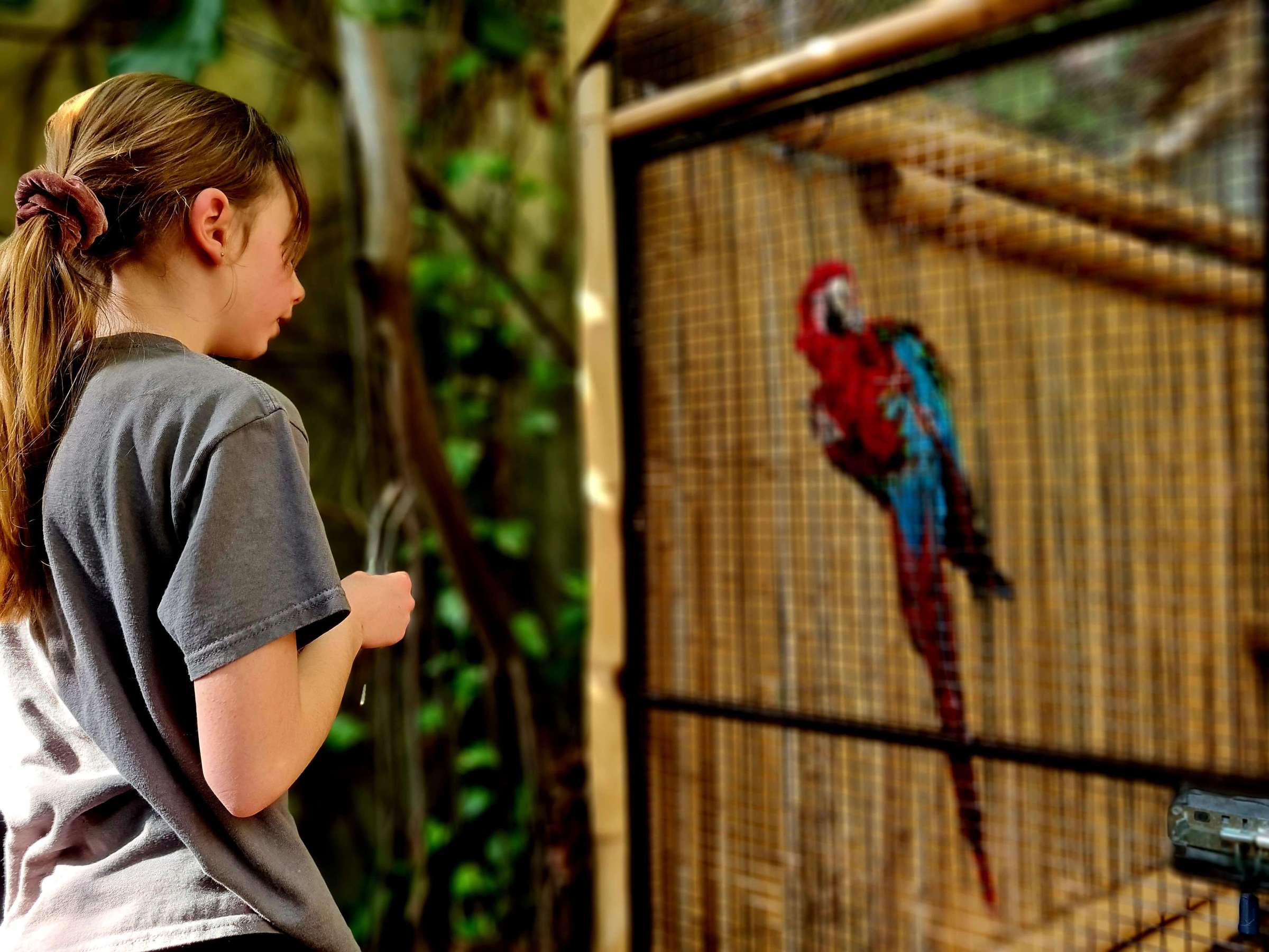 a young girl looing at a green winged macaw