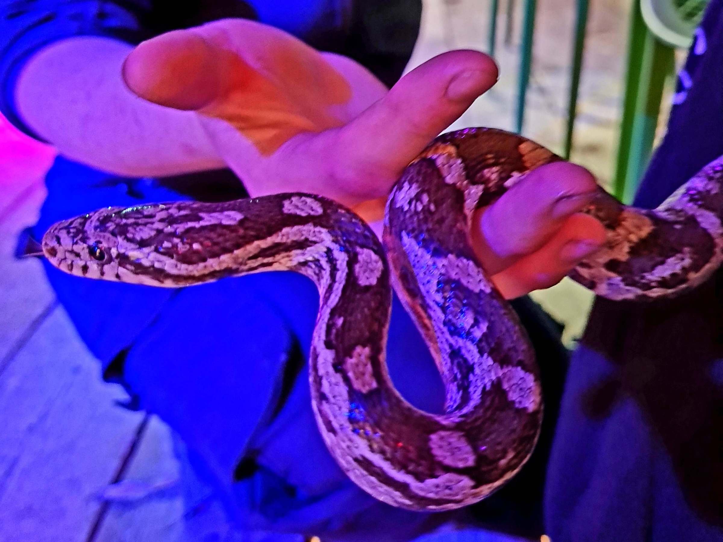 a close up of a hand holding a snake