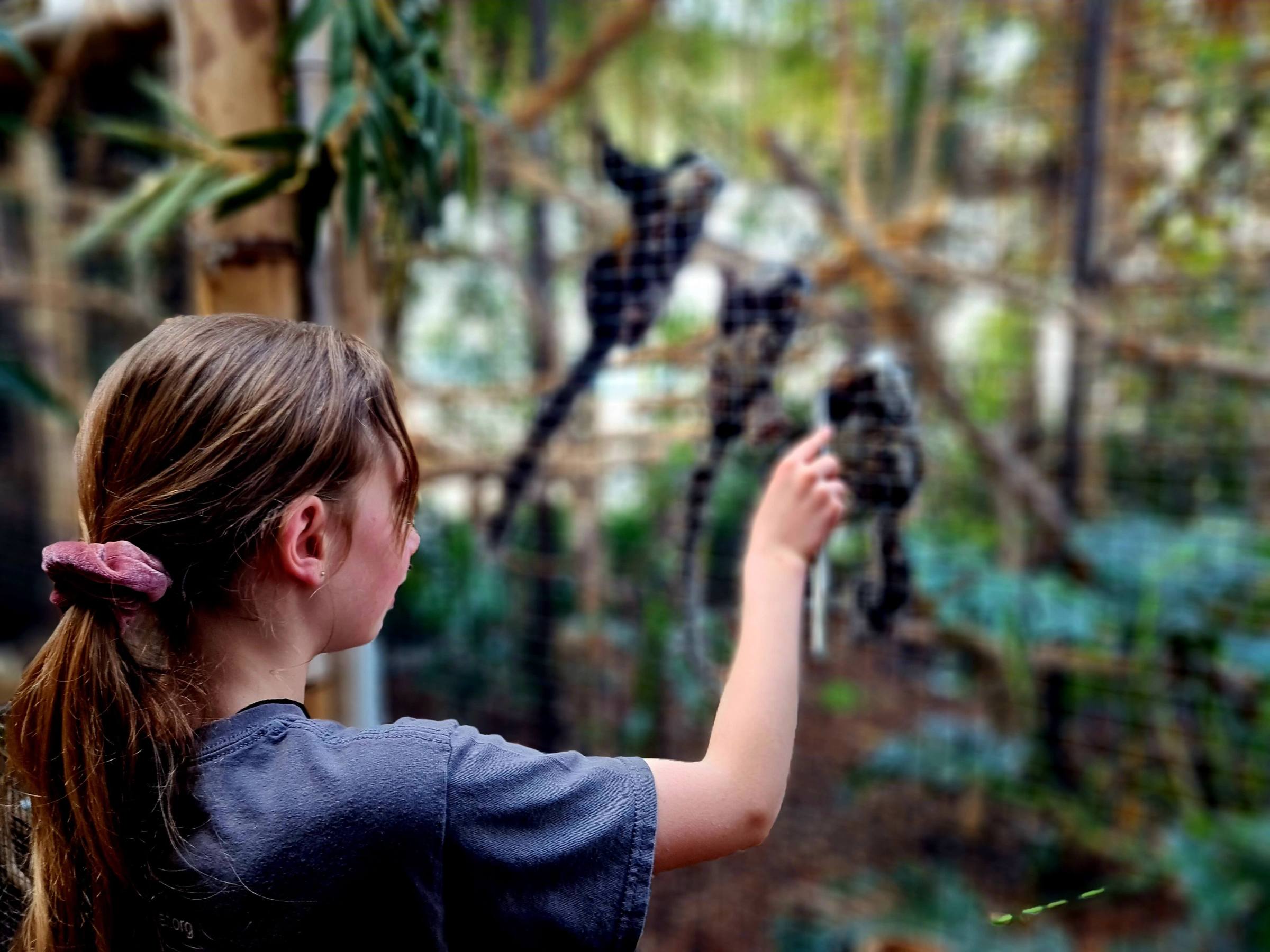 a young girl feeding 3 marmoset monkeys