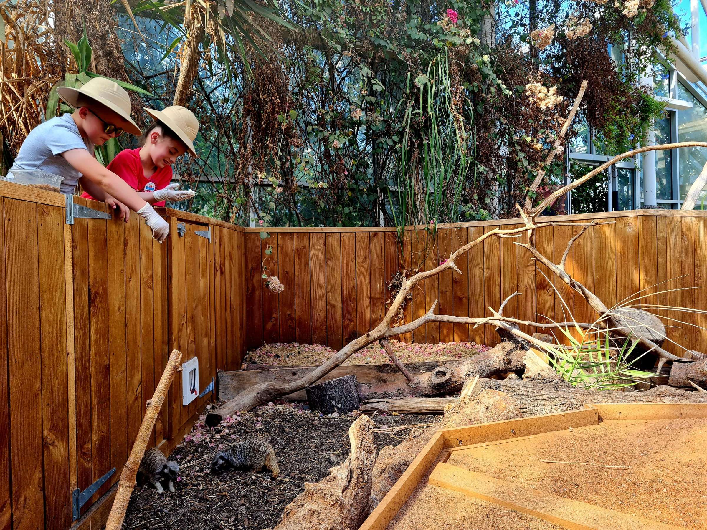 a young girl and boy wearing hats, leaning over a wooden fence to feed the meerkats