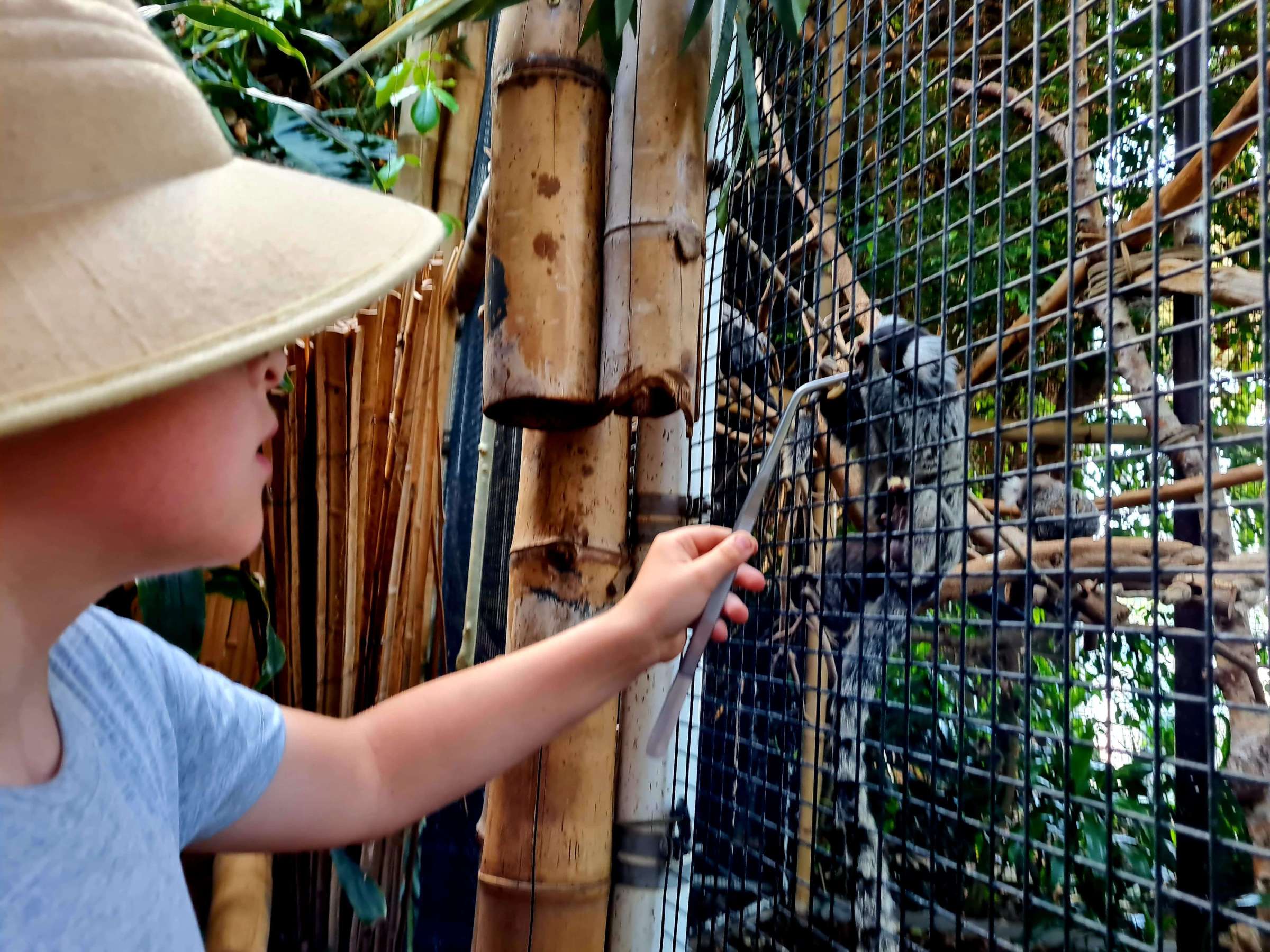 a boy in a hat feeding a marmoset monkey in a cage