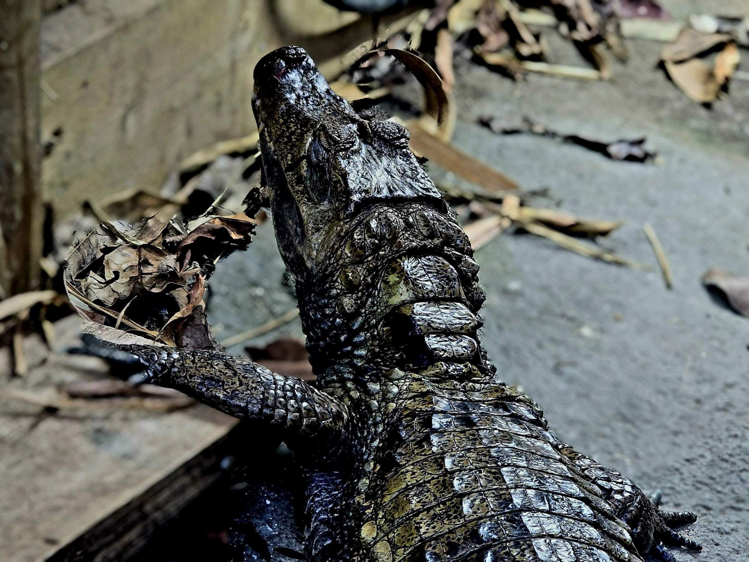 a close up of a Caiman Croc with it's left leg up on a platform