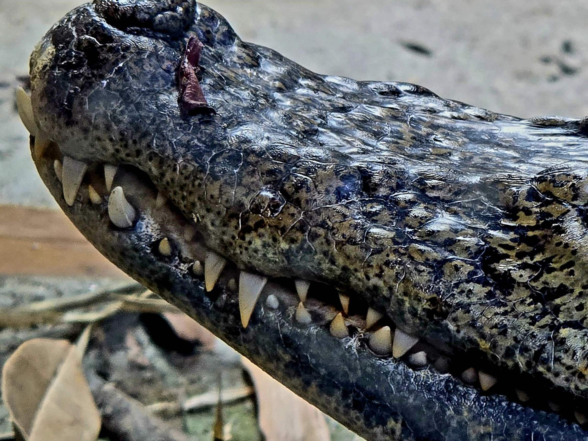 a close up of a Caiman Crocs teeth
