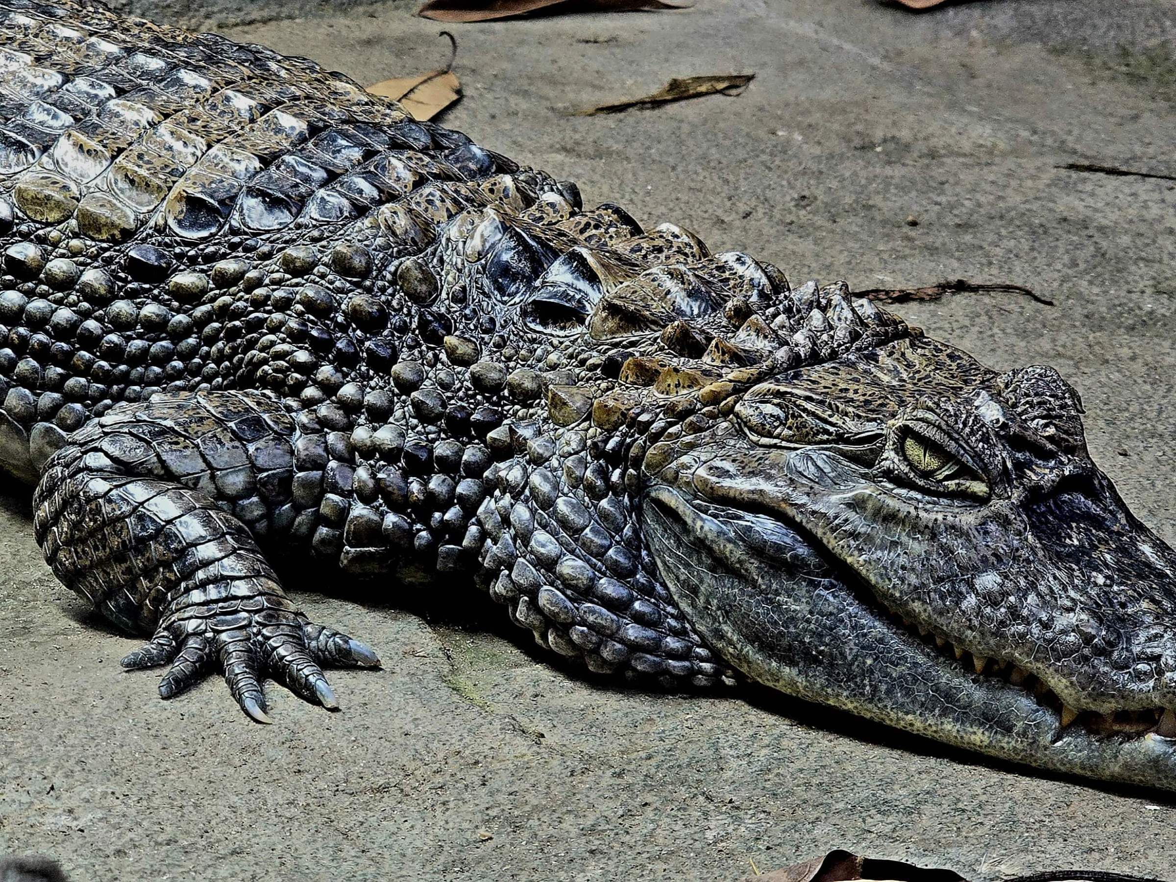 a Caiman Croc lying on the ground