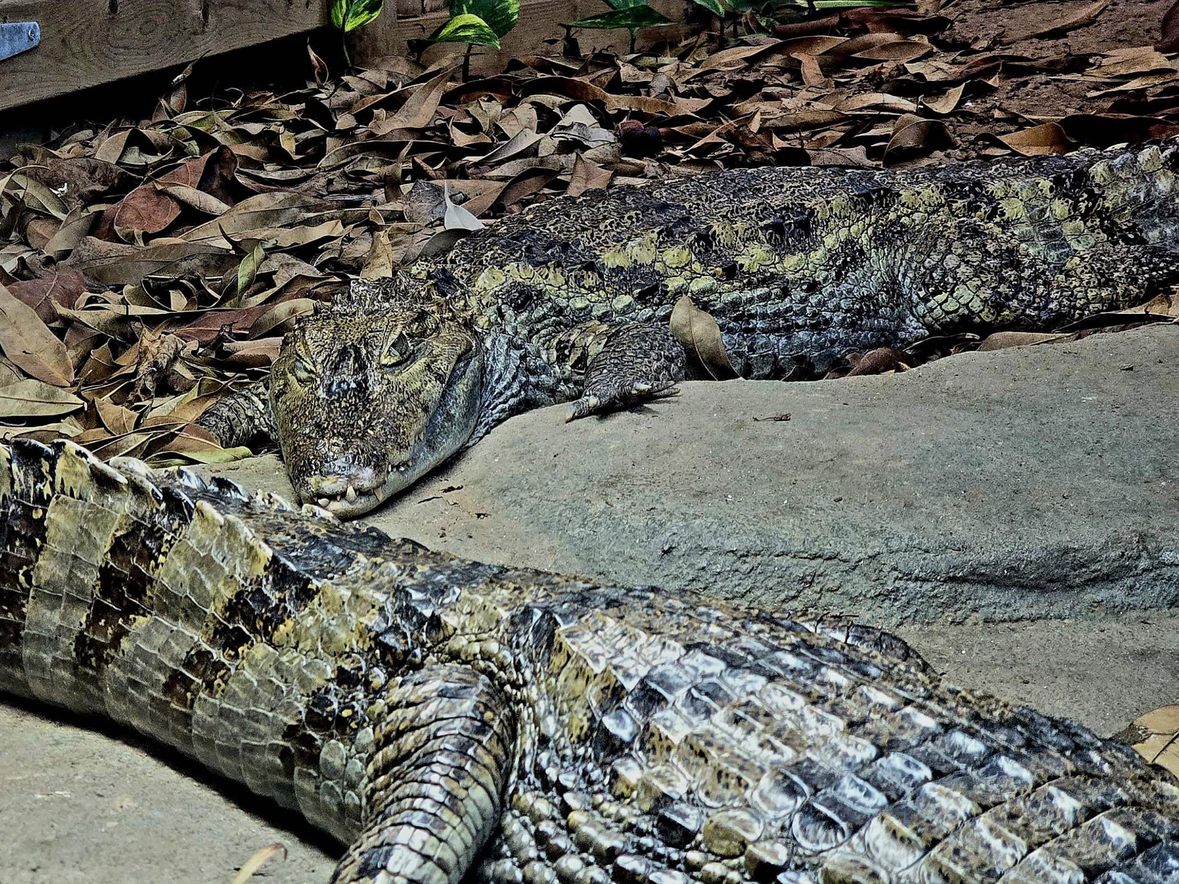 Two Caiman Crocs laying on the ground