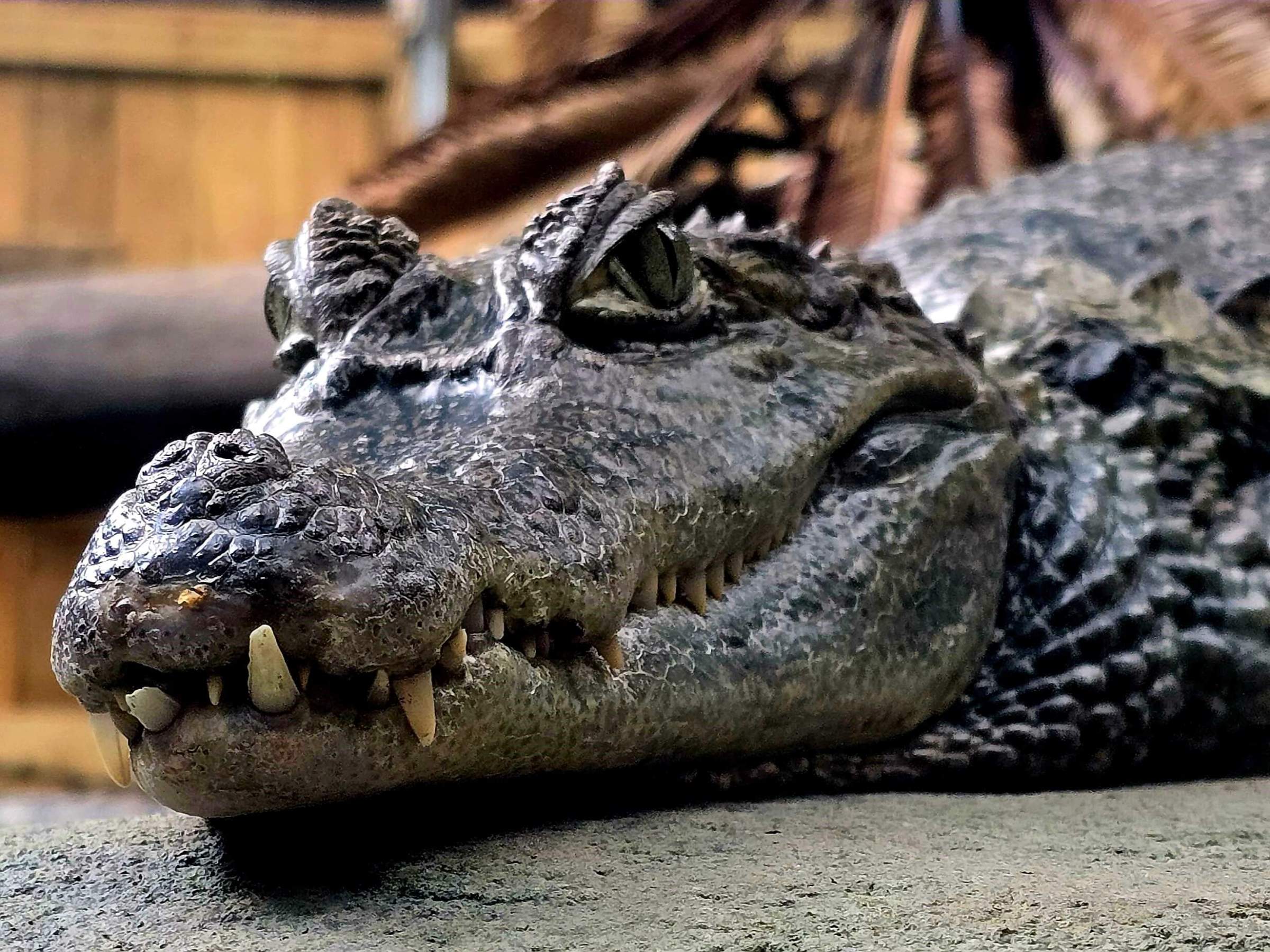 a close up of a Caiman Crocs head