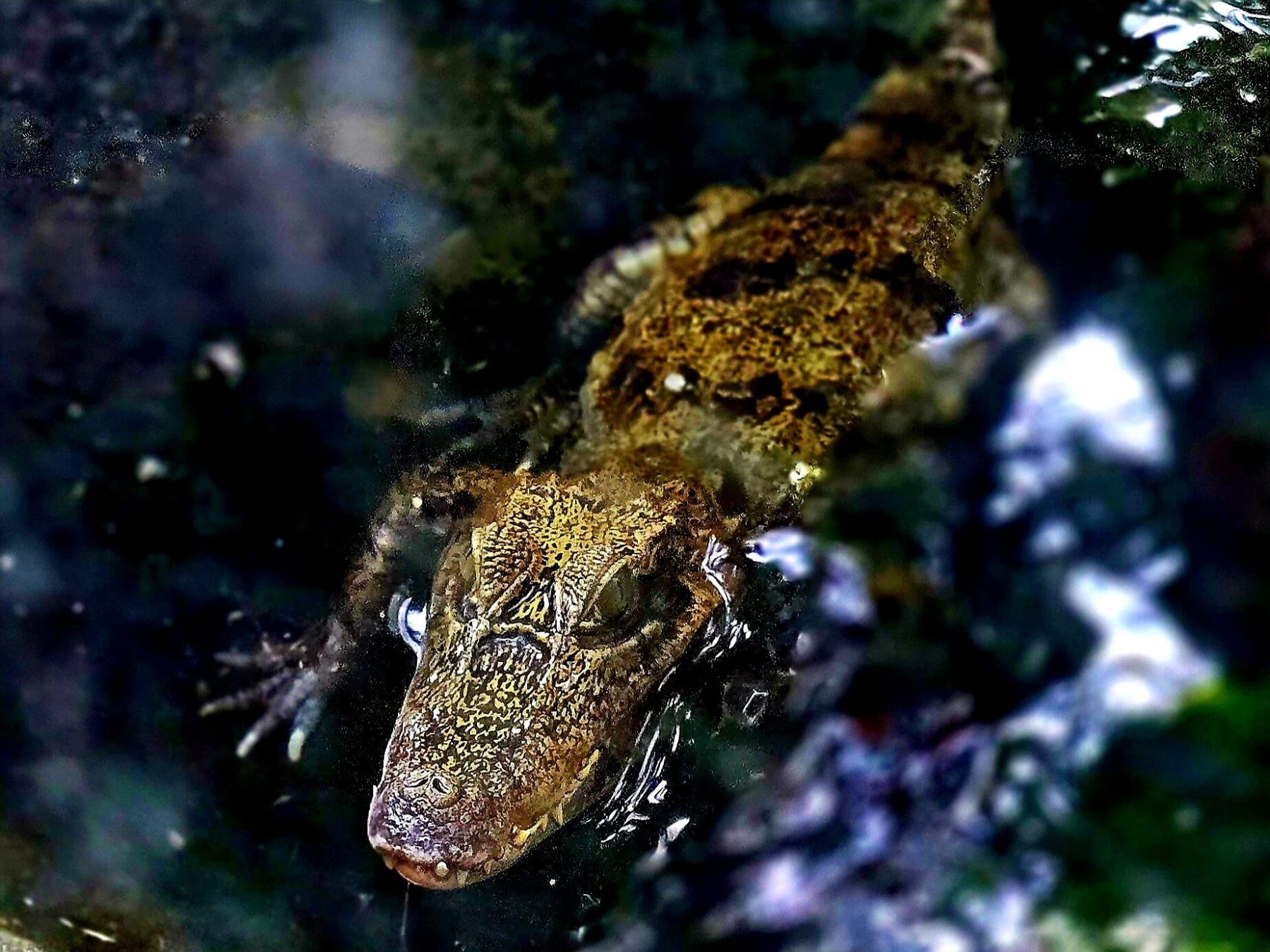 a close up of a Caiman croc in the water