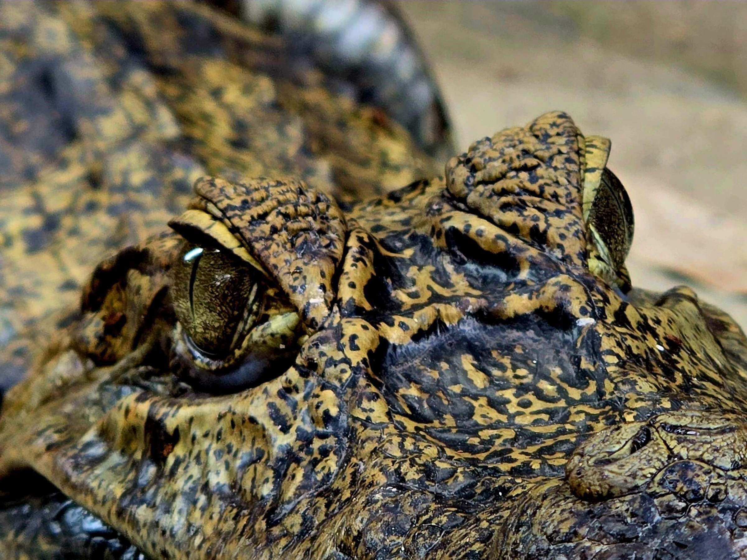 a close up of a Caiman Crocs eyes