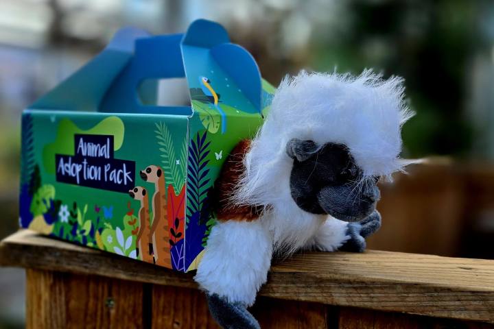 Stuffed cotton-top monkey toy inside a colourful 'Animal Adoption Pack' box on a wooden surface.