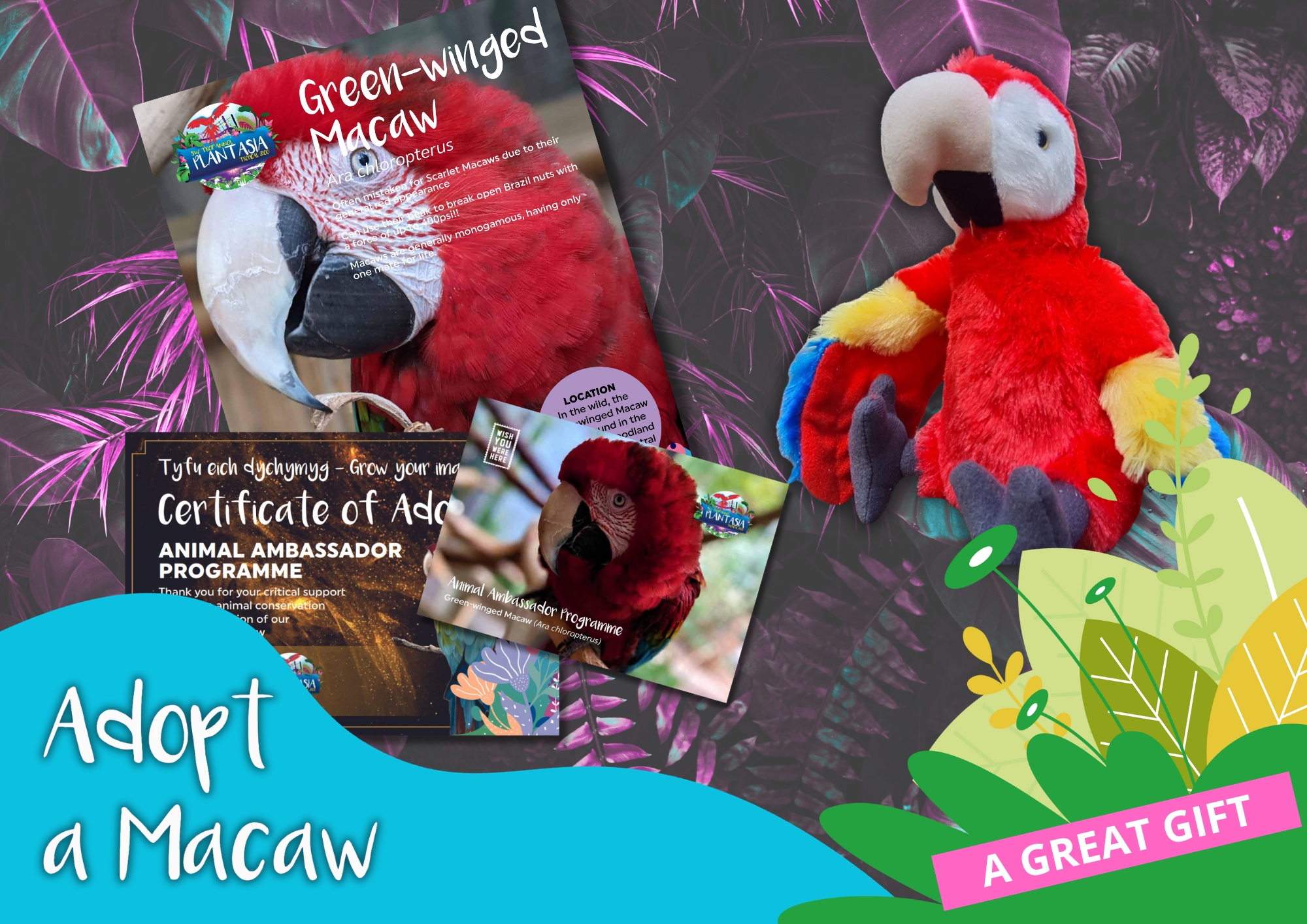 Adopt a Macaw stuffed toy with its contents displayed alongside