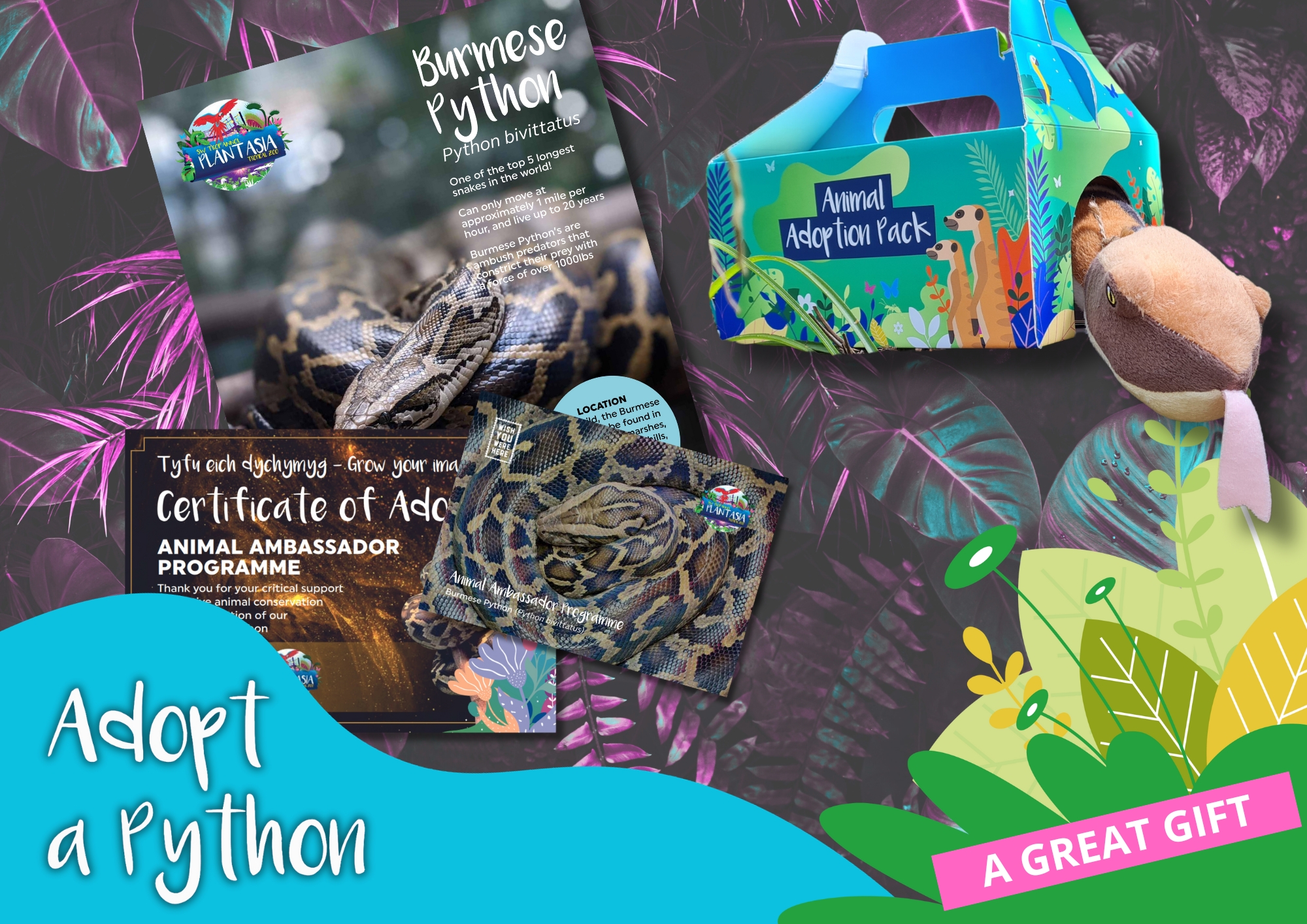 Adopt a Python stuffed toy in a box with its contents displayed alongside