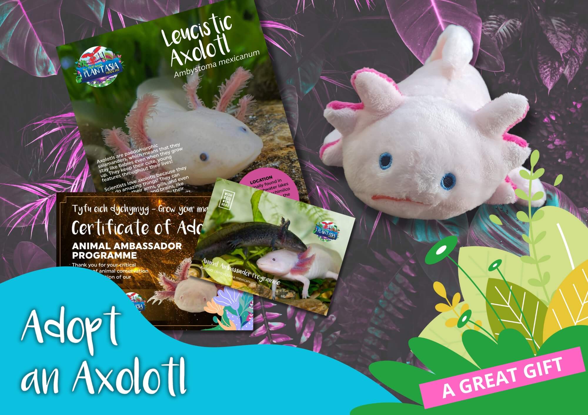 Adopt an Axolotl stuffed toy with its contents displayed alongside