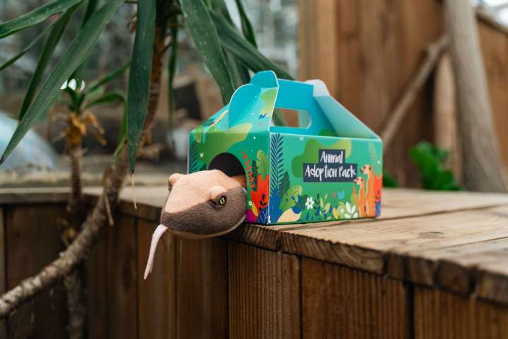 a snake toy poking its head out of its adoption pack box