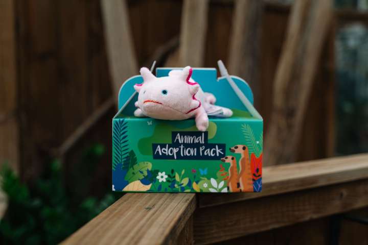 An axolotl toy sitting on top of its adoption pack box