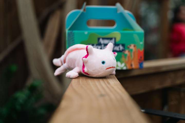 a close up of a stuffed axolotl toy on a wooden shelf