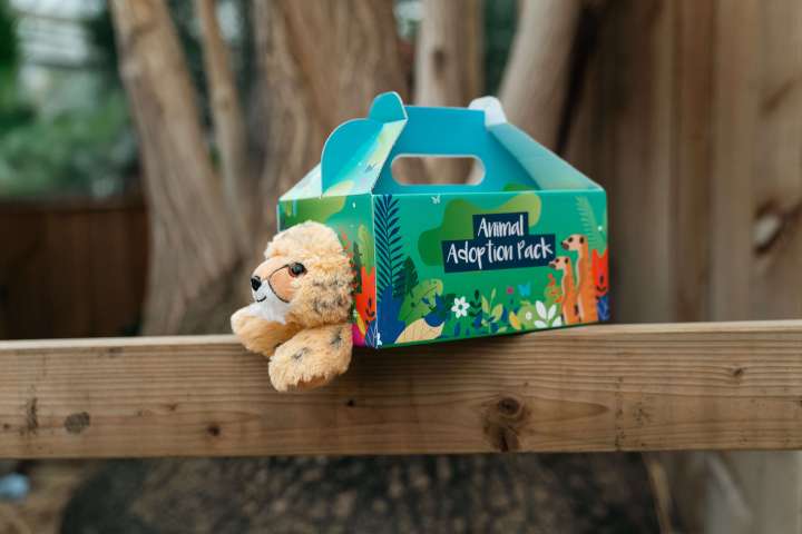 a Leopard Cat toy poking its head out of its adoption pack box, on top of a wooden table
