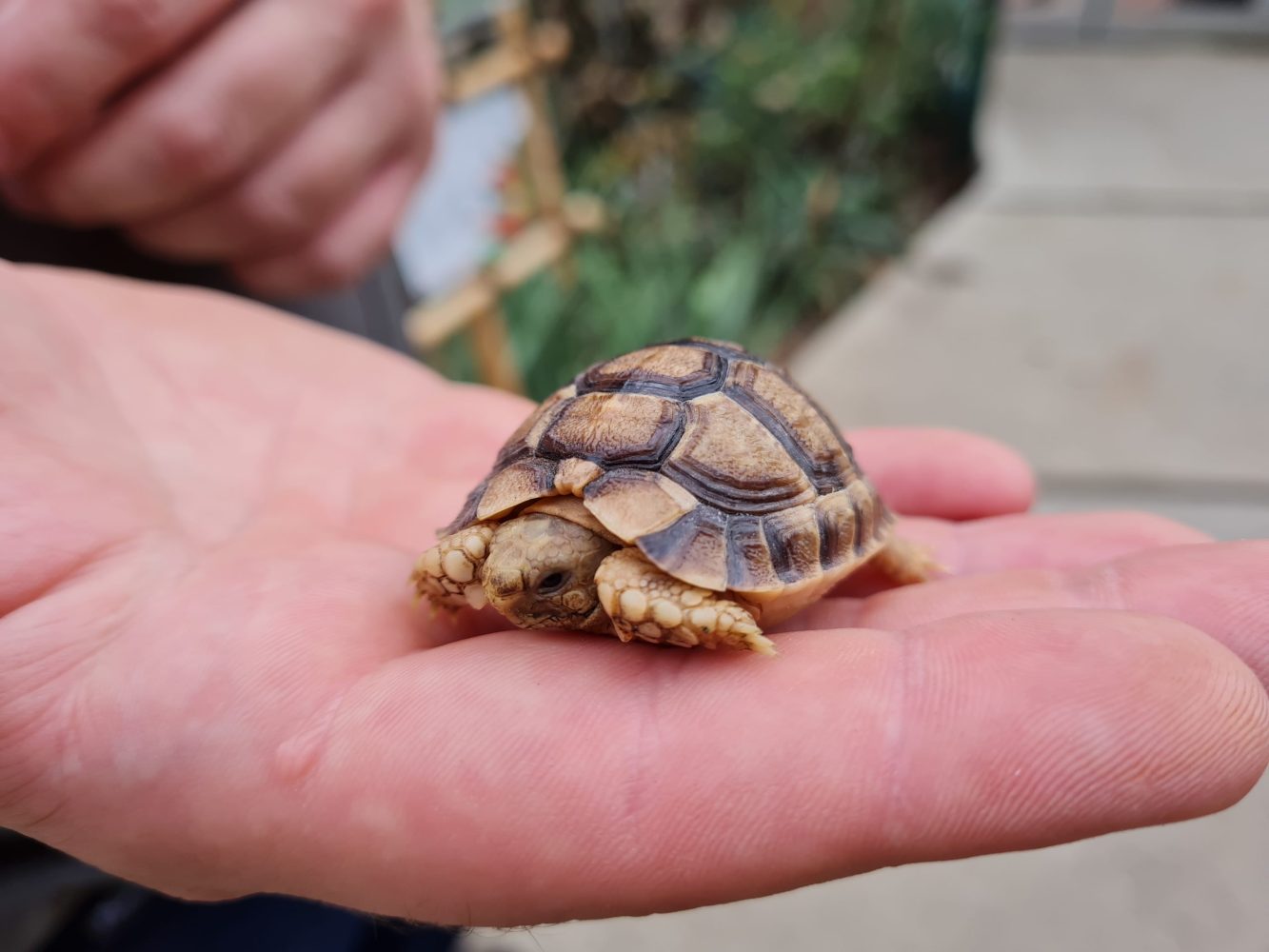 a hand holding a baby Egyptian tortoise