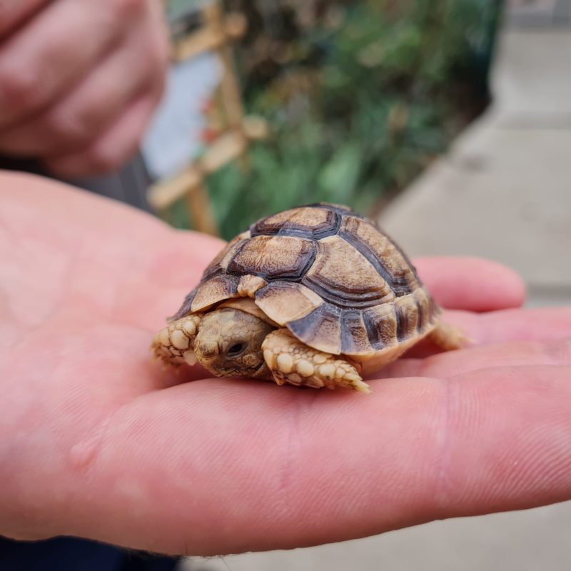 a hand holding a turtle