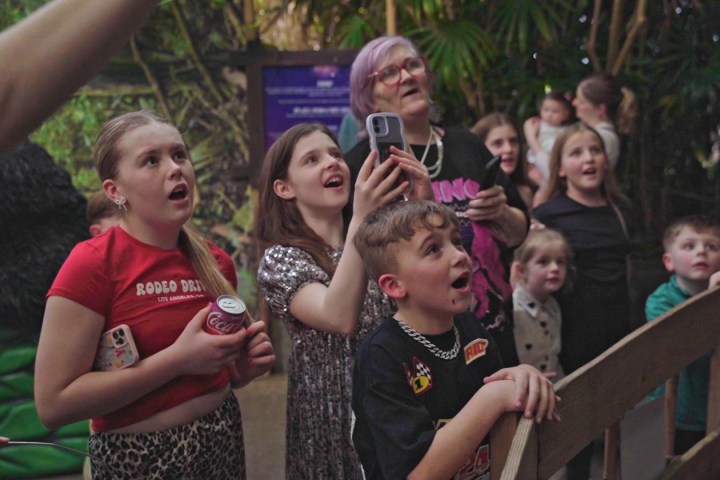 a group of children looking at an animal in awe