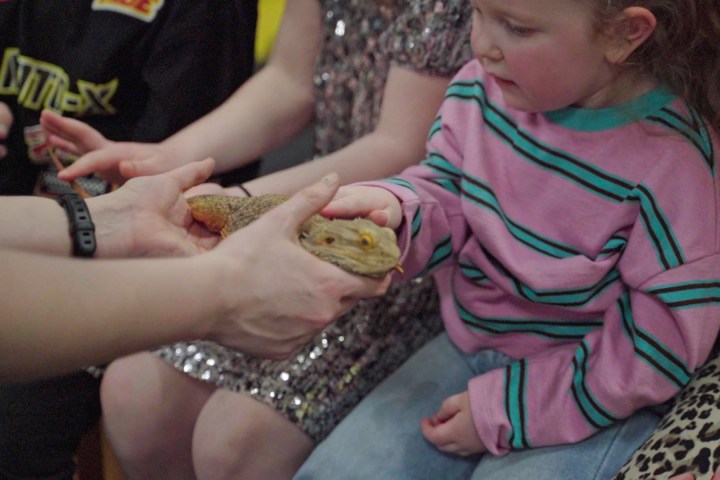 a young girl touching a bearded dragon