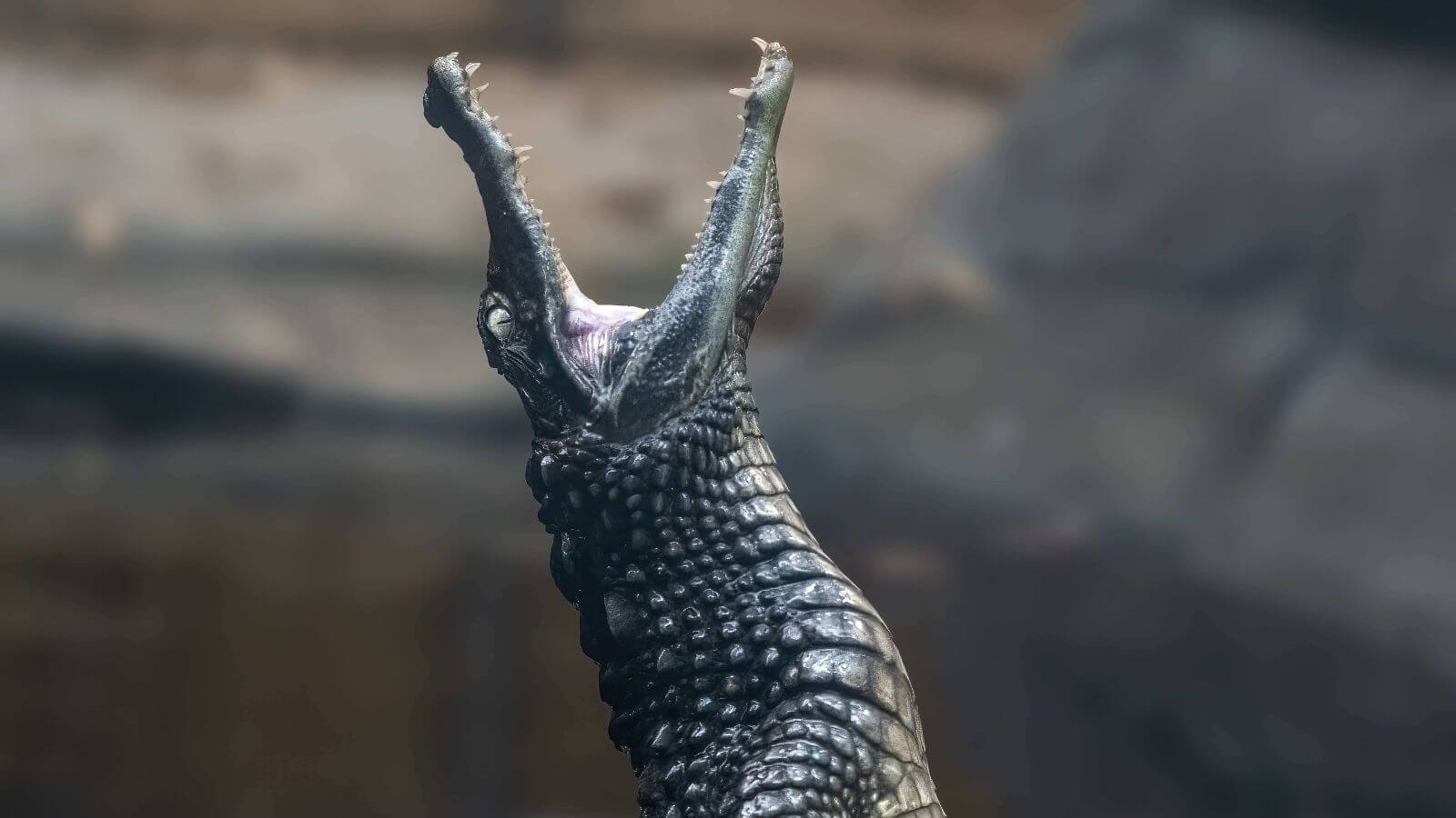 Croc-Feeding-Header-Banner.jpg