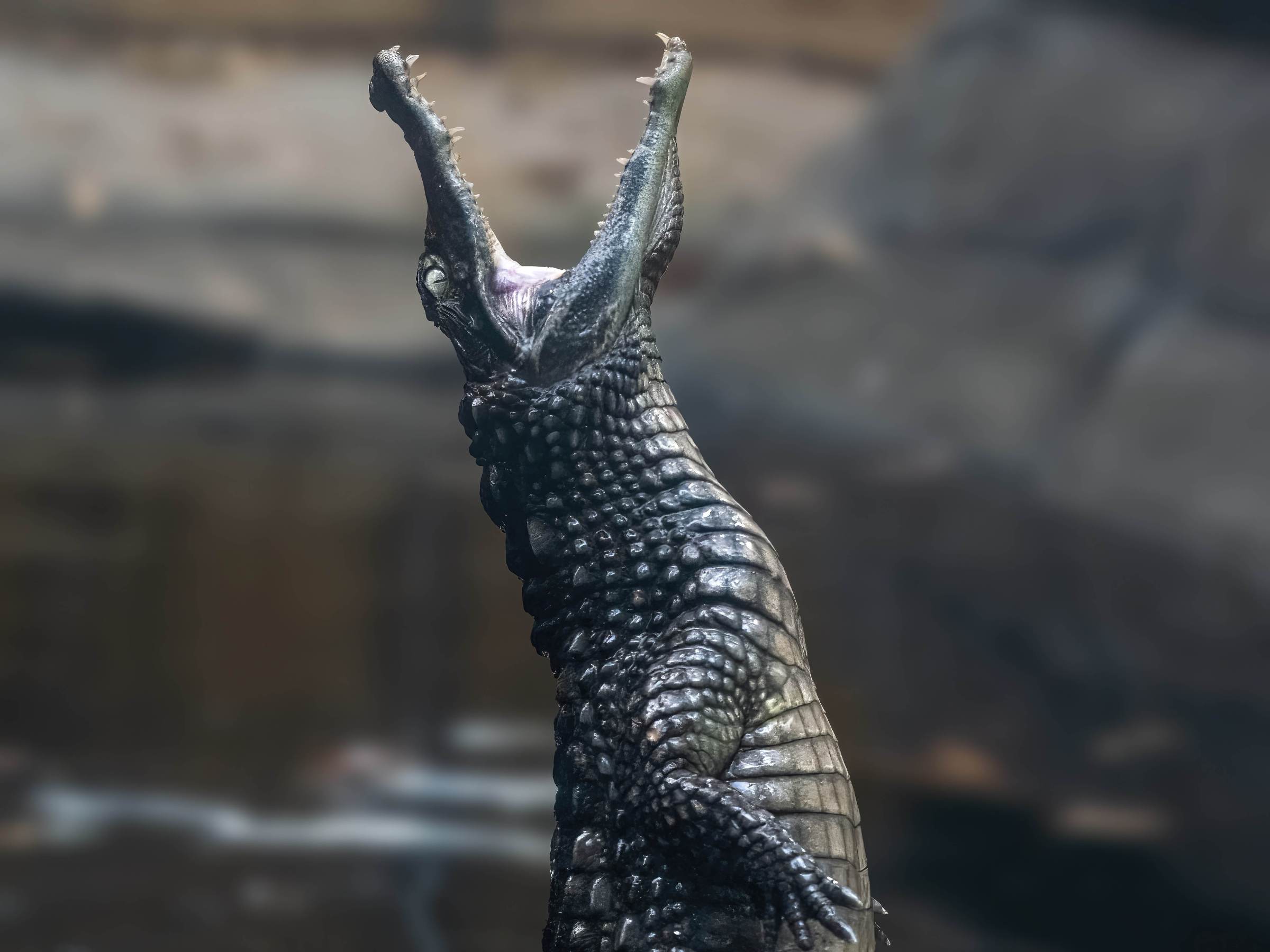 a close up of a Caiman Croc jumping out of the water with its mouth open