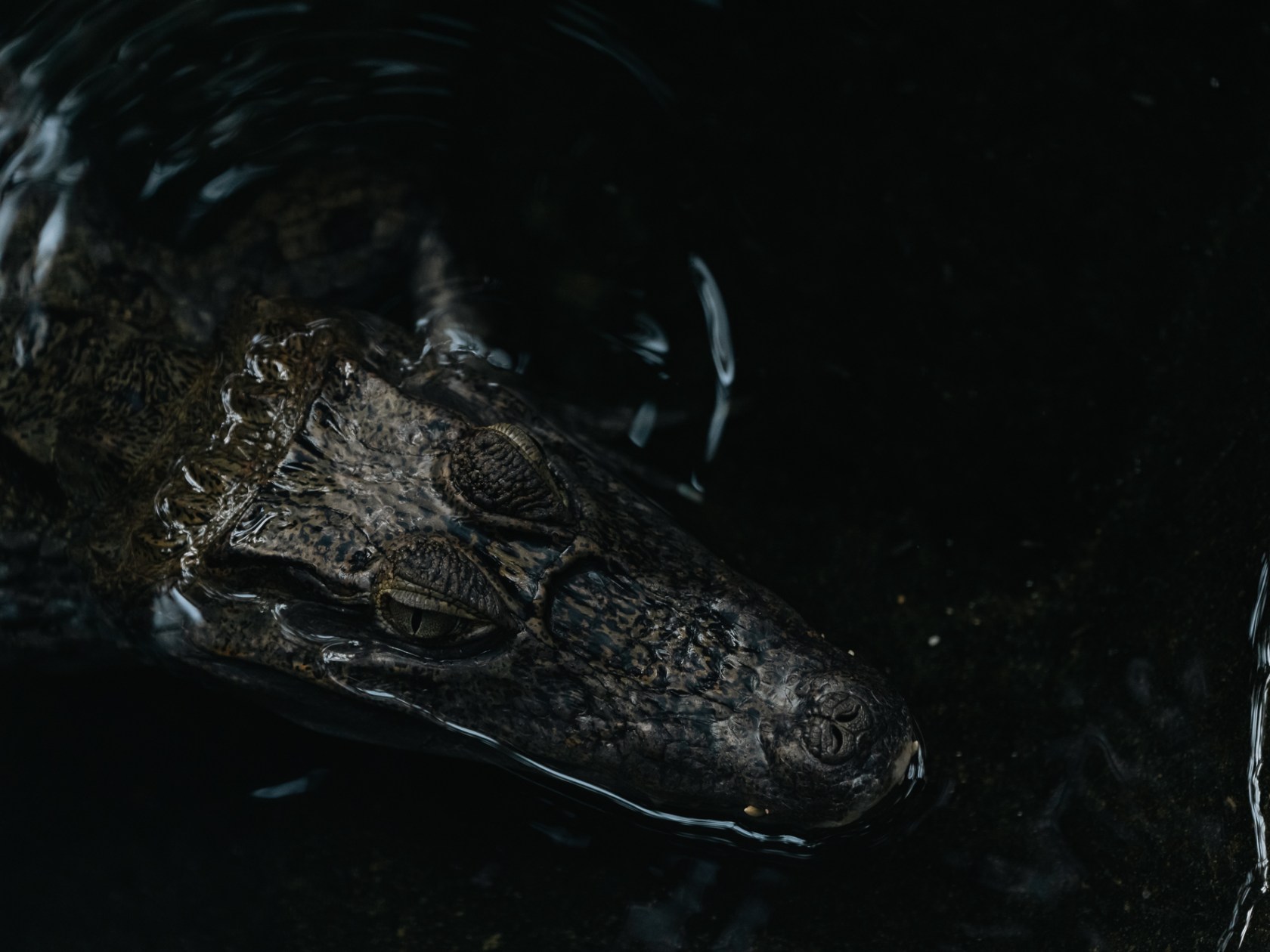 Crocodile's head partially submerged in dark water.