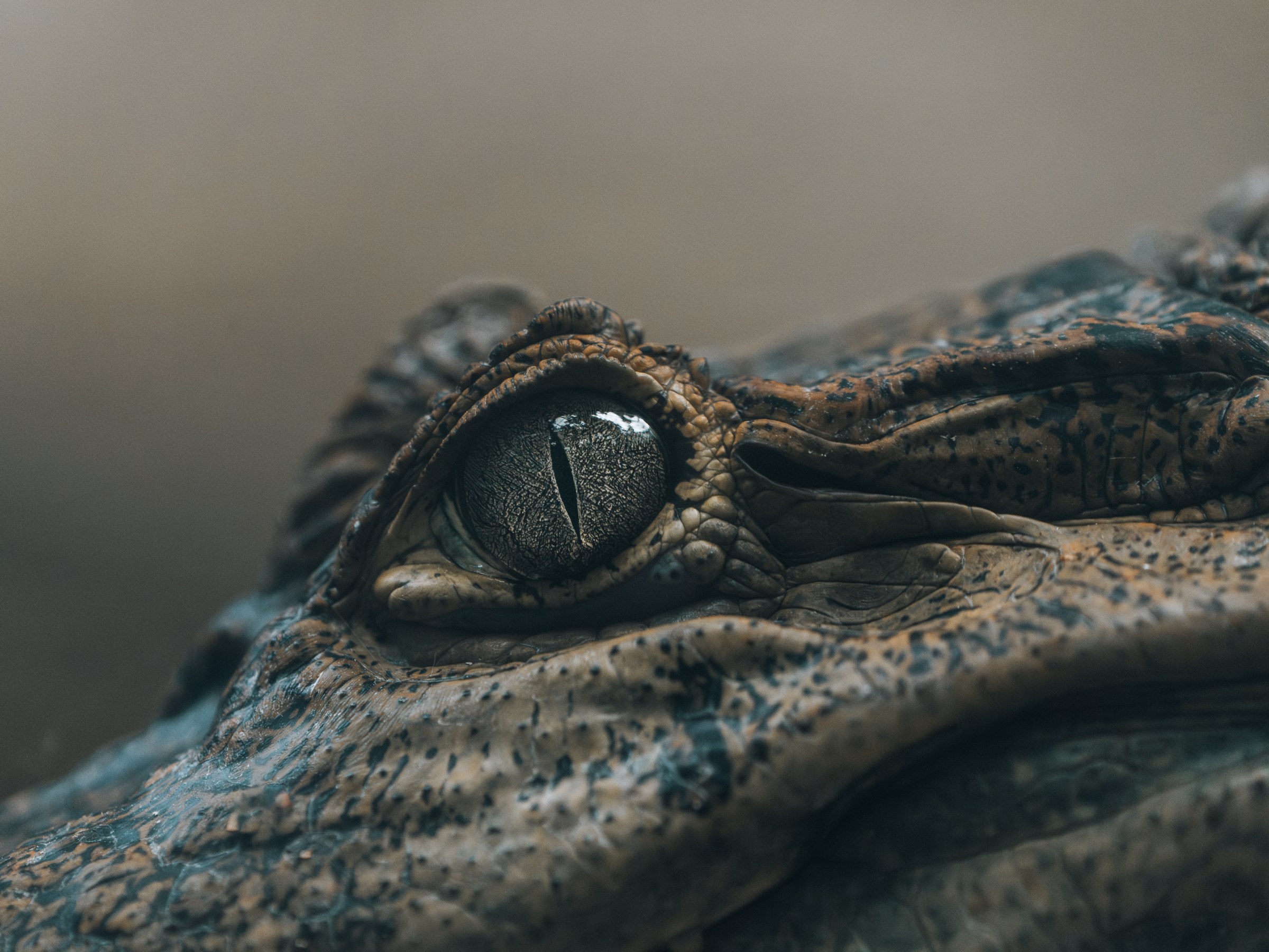 Close-up view of a crocodile's eye and textured skin detail.