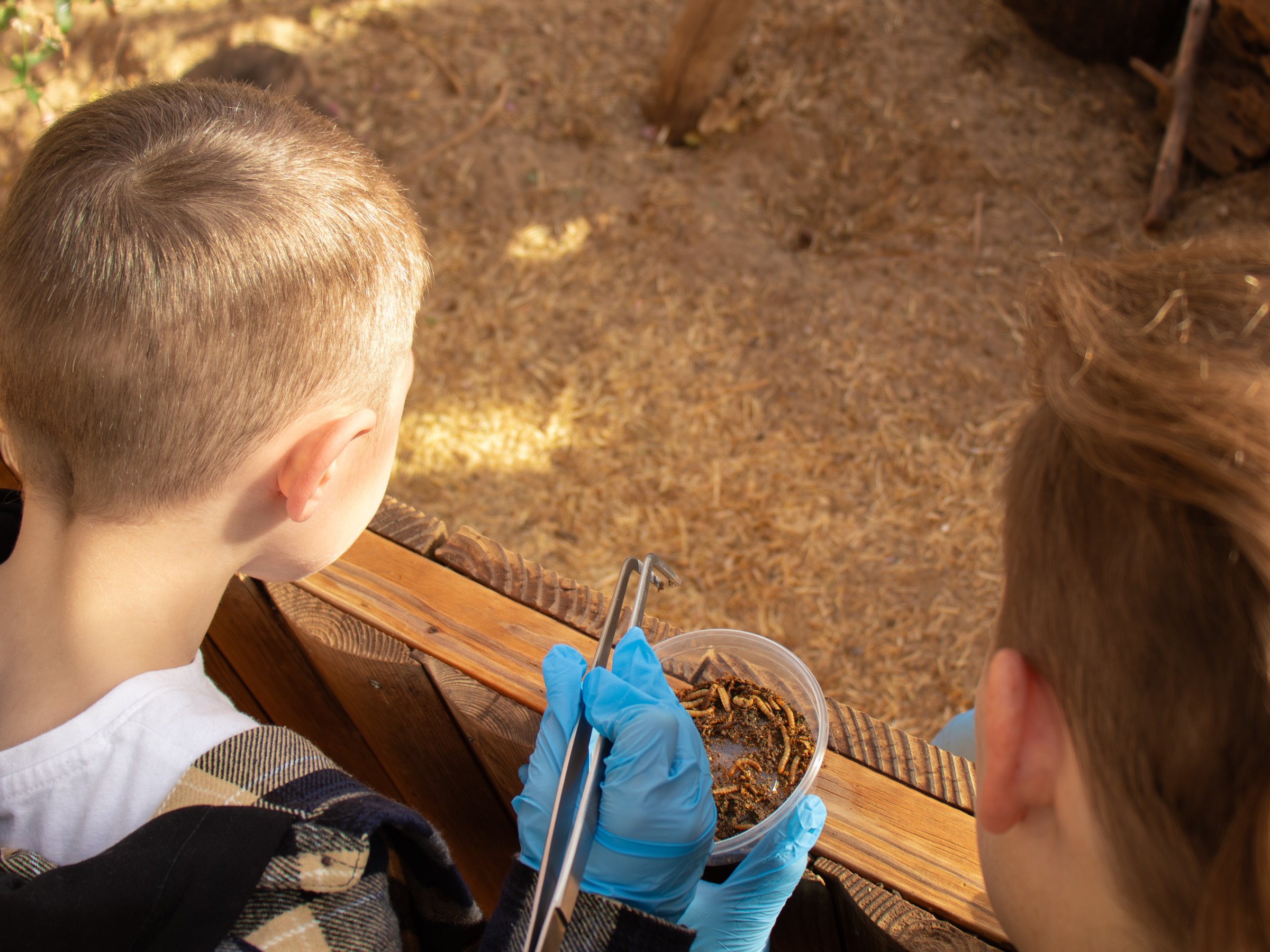 A young boy with a zookeeper holding a container of mealworms with blue-gloved hands and tweezers.