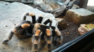 tarantula
