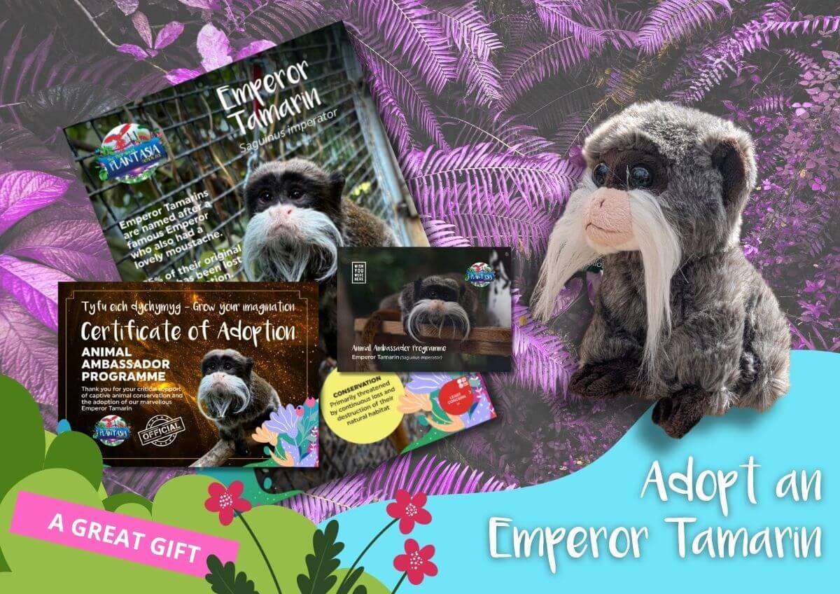 Emperor tamarin plush with adoption kit on a purple fern background.