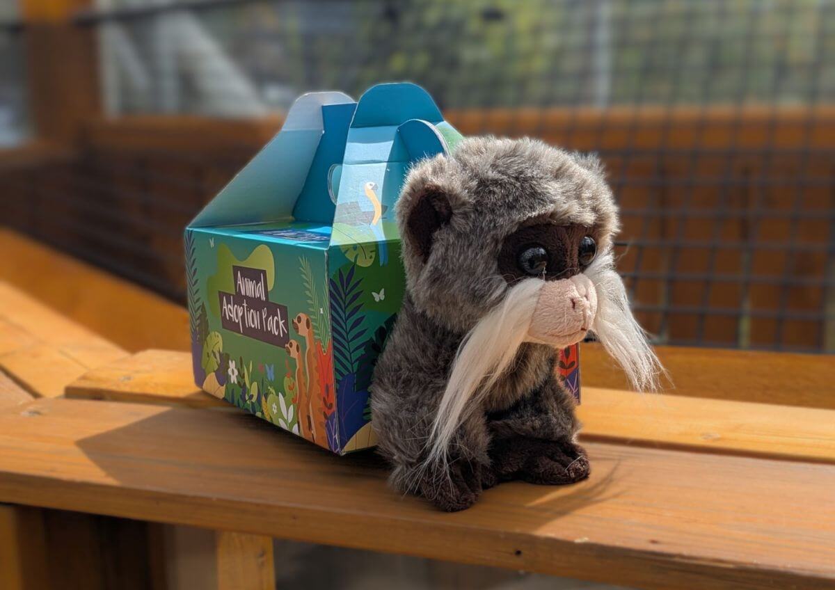 Stuffed monkey toy with long whiskers next to a colorful gift box on a wooden surface.