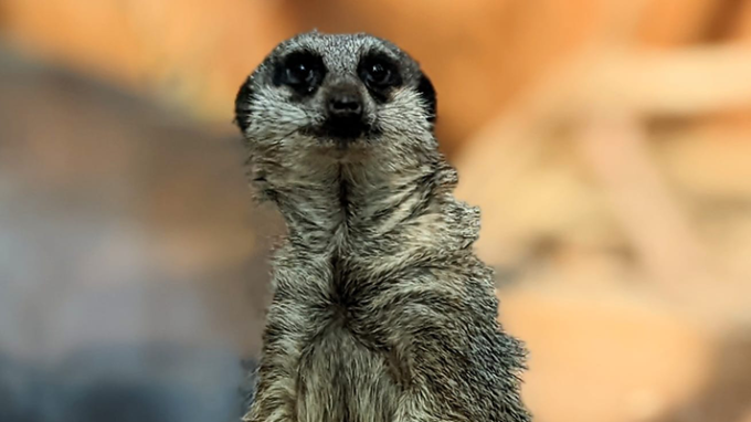 a close up of an animal