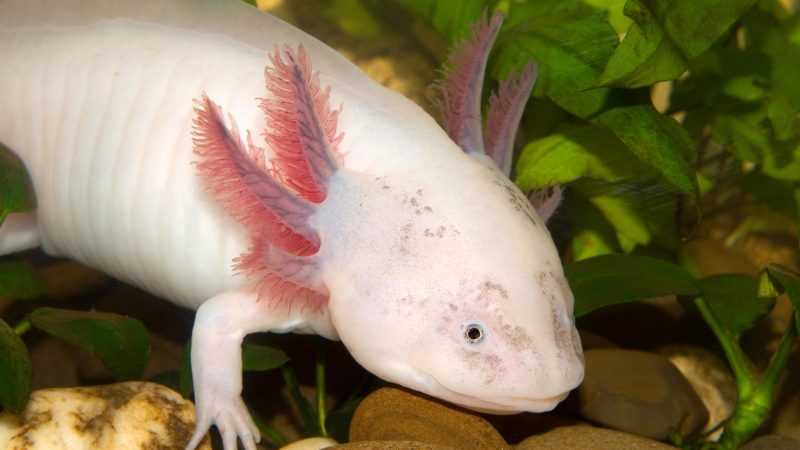 Axolotl