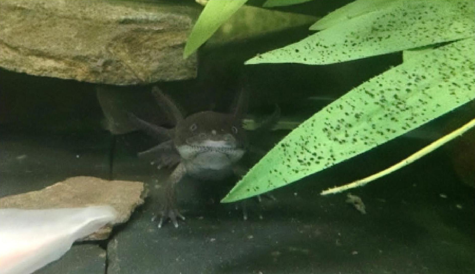 Blog Axolotl 1 a close up of a tank with a black axlotl