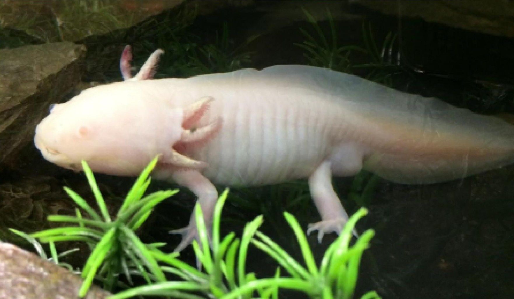 an axolotl sitting on the grass