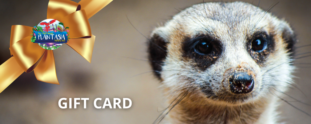 Gift card with a meerkat and a gold ribbon featuring a Plantasia logo.