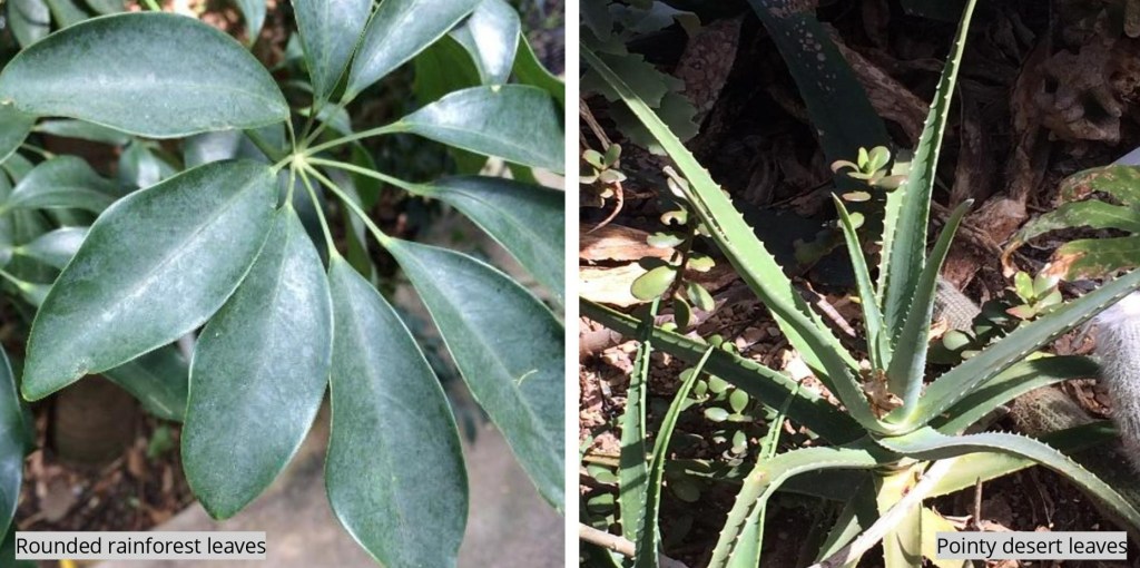 a close up of two plants with rounded rainforest leaves and pointy desert leaves